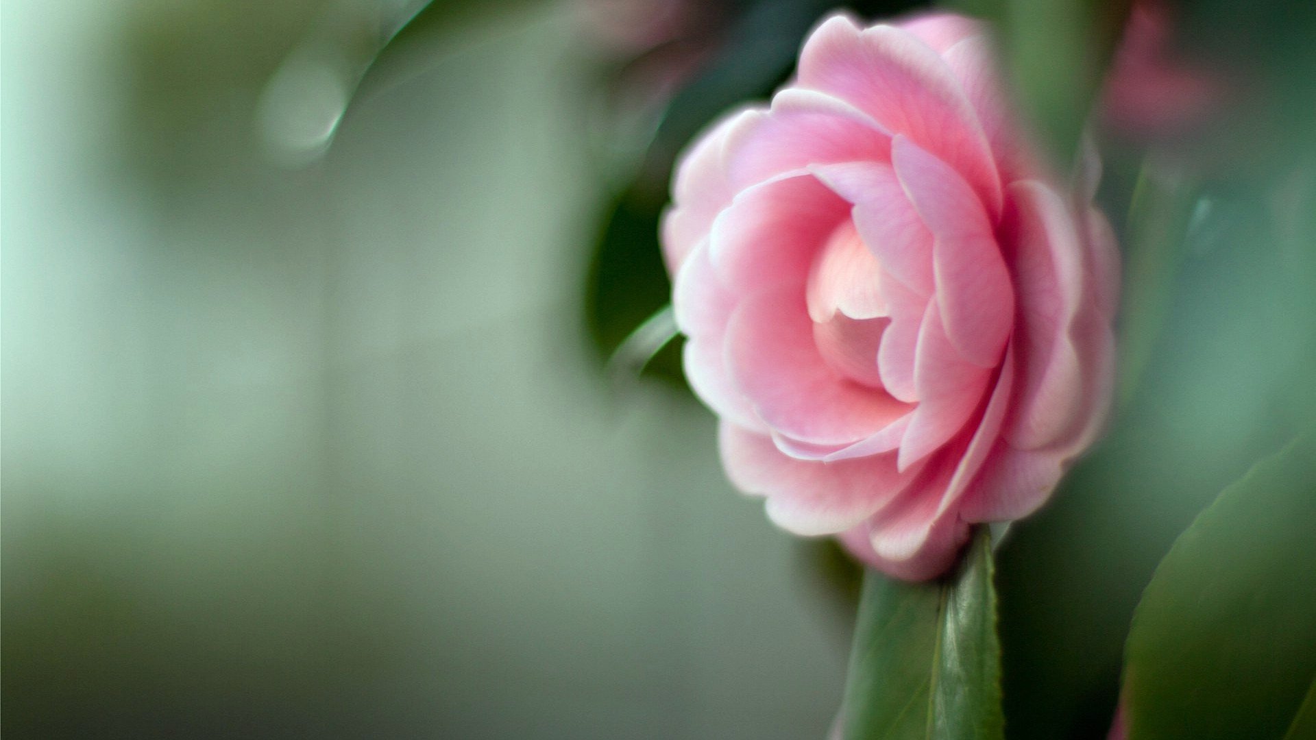 小清新,娇艳欲滴,花,儿童桌面专用