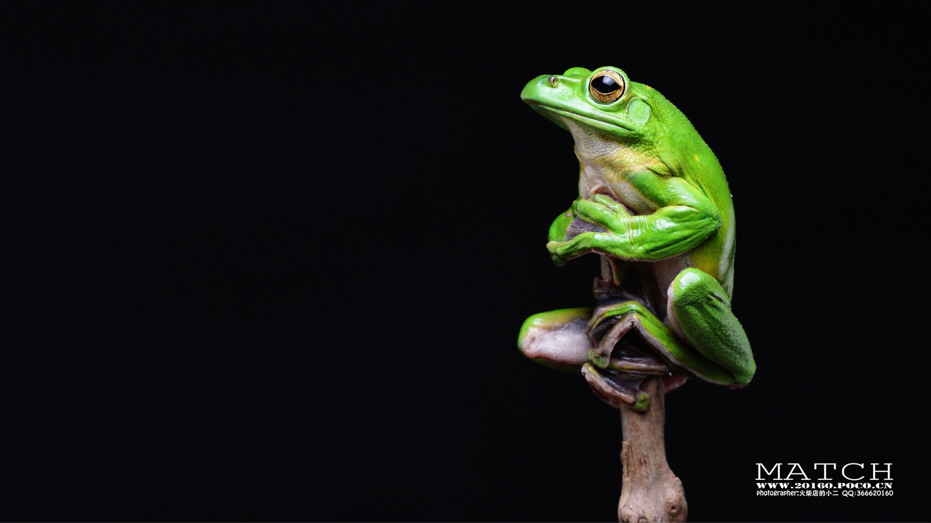 萌宠,野生动物,火柴摄影,儿童桌面专用