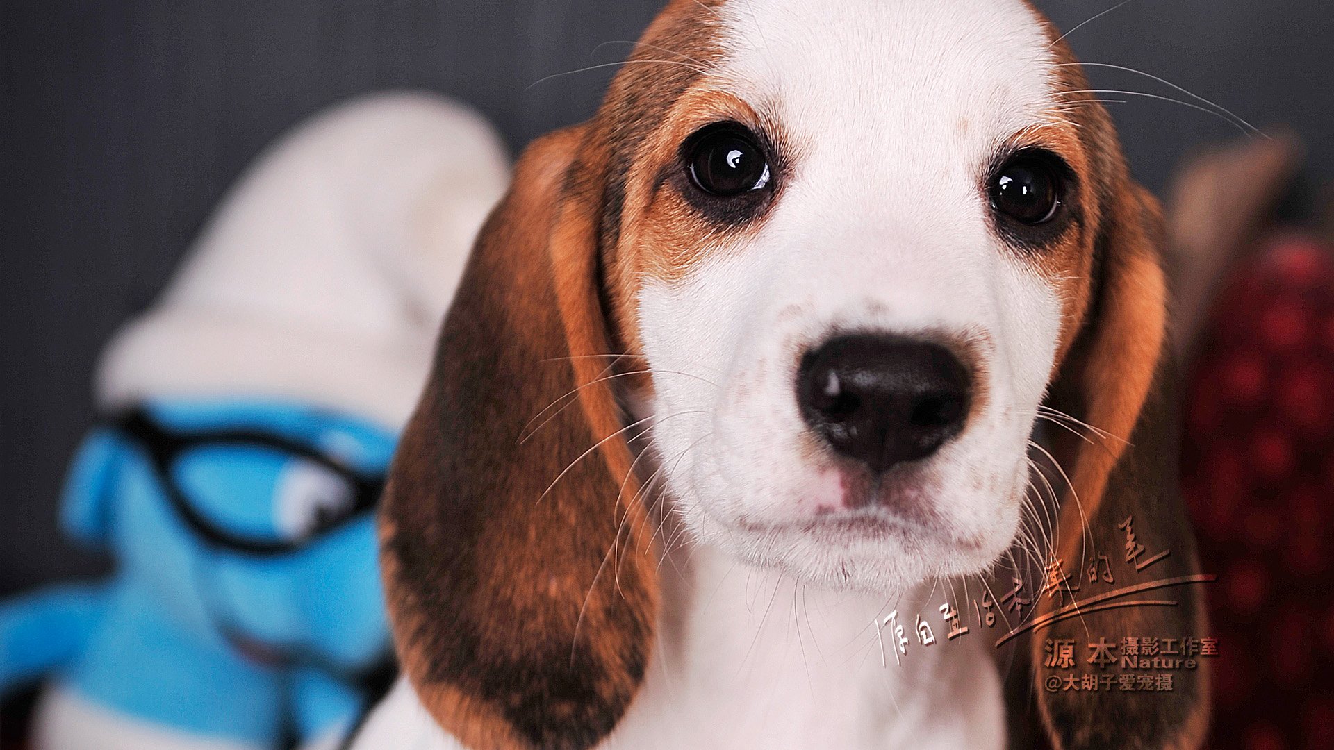 萌宠,汪星人,可爱,狗,源本摄影,古灵精怪,儿童桌面专用