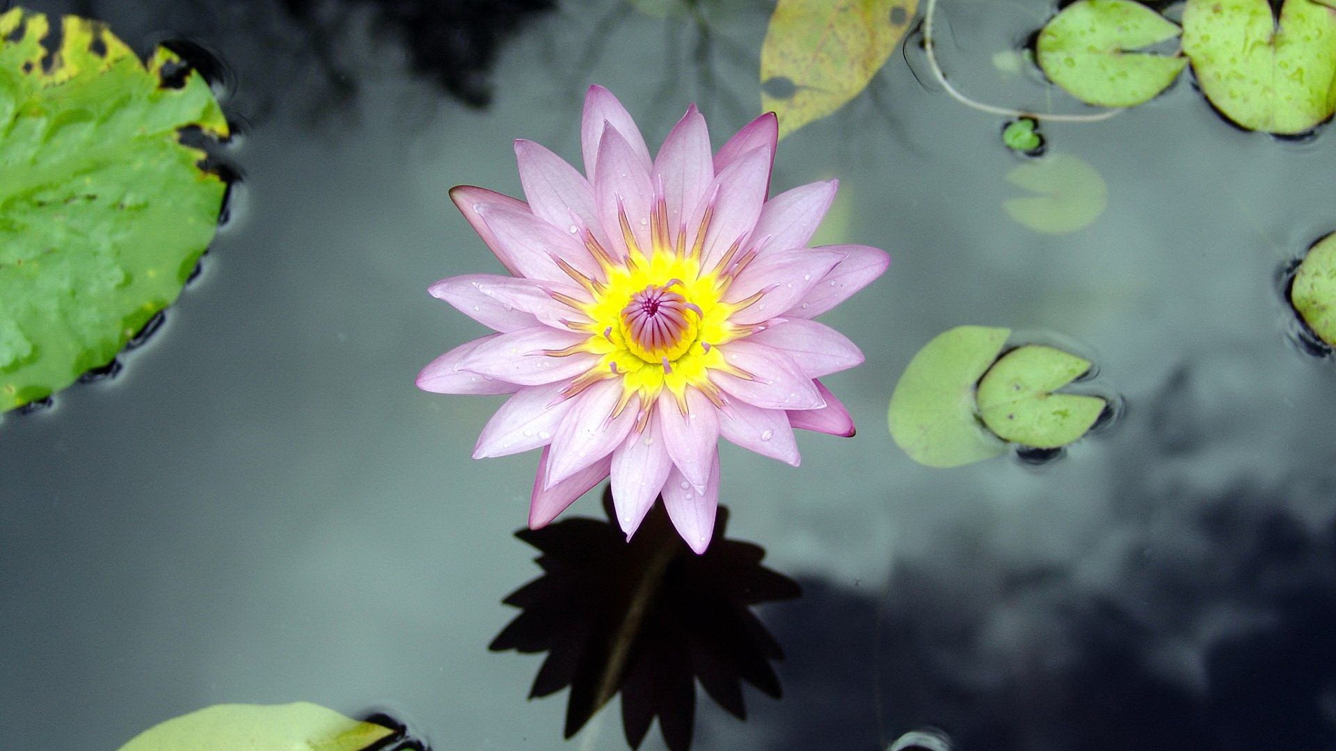 小清新,娇艳欲滴,花卉,3月5日,儿童桌面专用