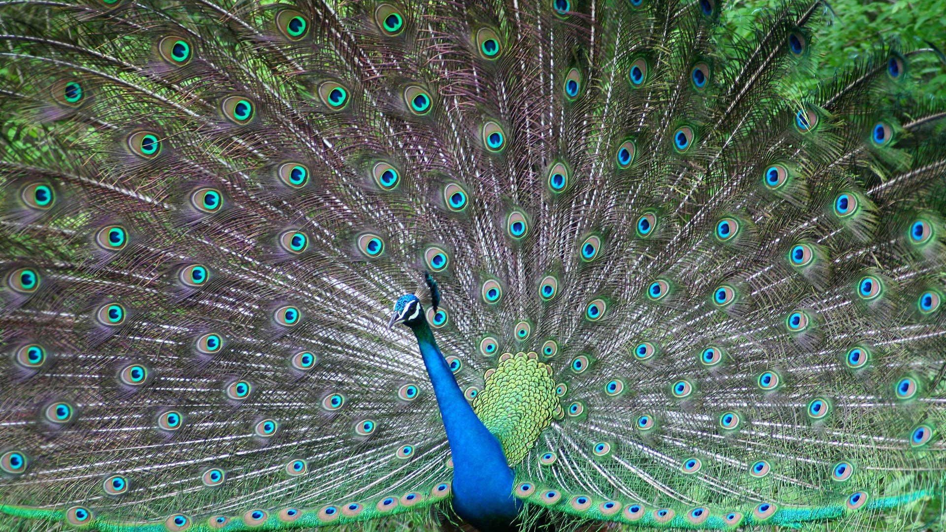 小鸟天堂,鸟,孔雀,儿童桌面专用