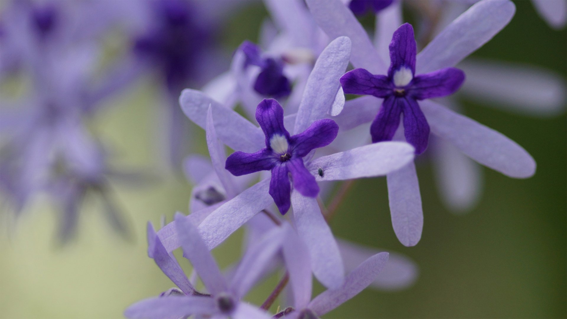 小清新,娇艳欲滴,花,儿童桌面专用