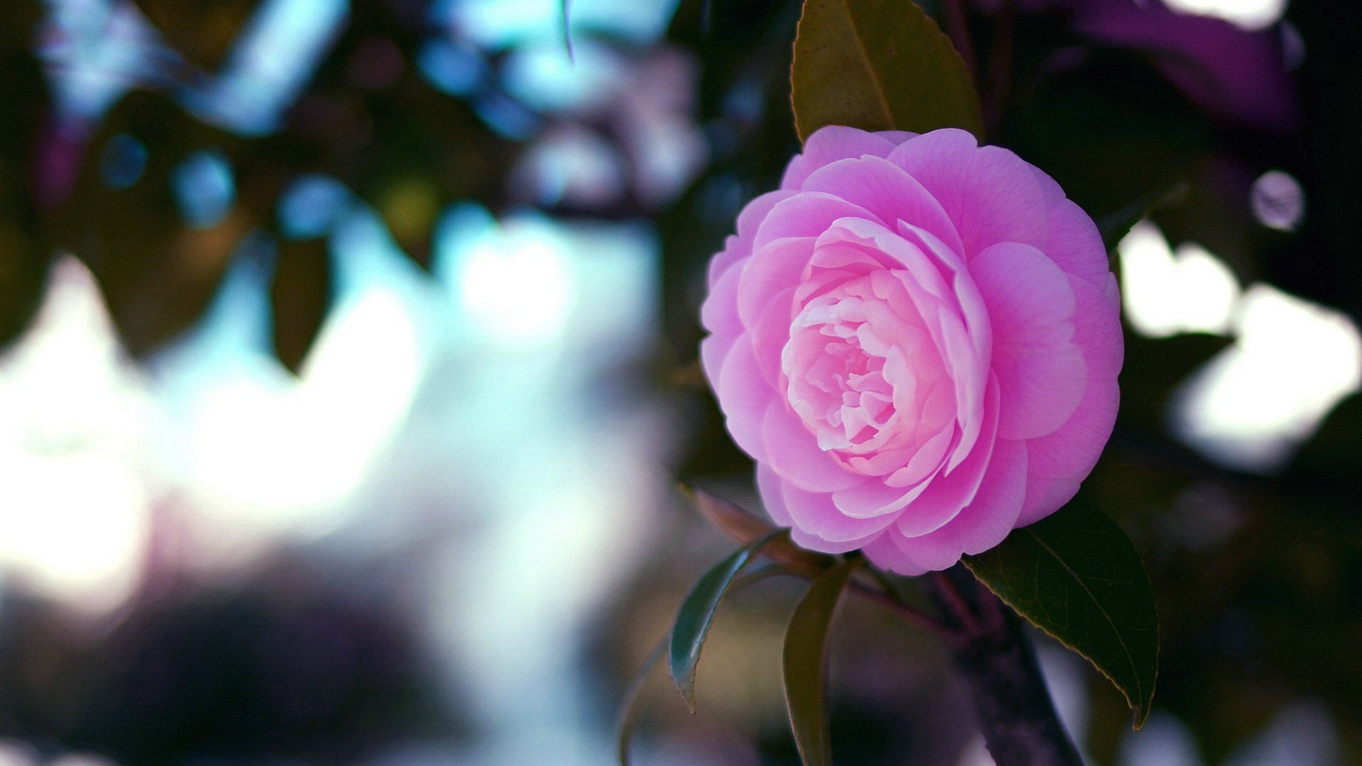 小清新,鸟语花香,茶花,儿童桌面专用