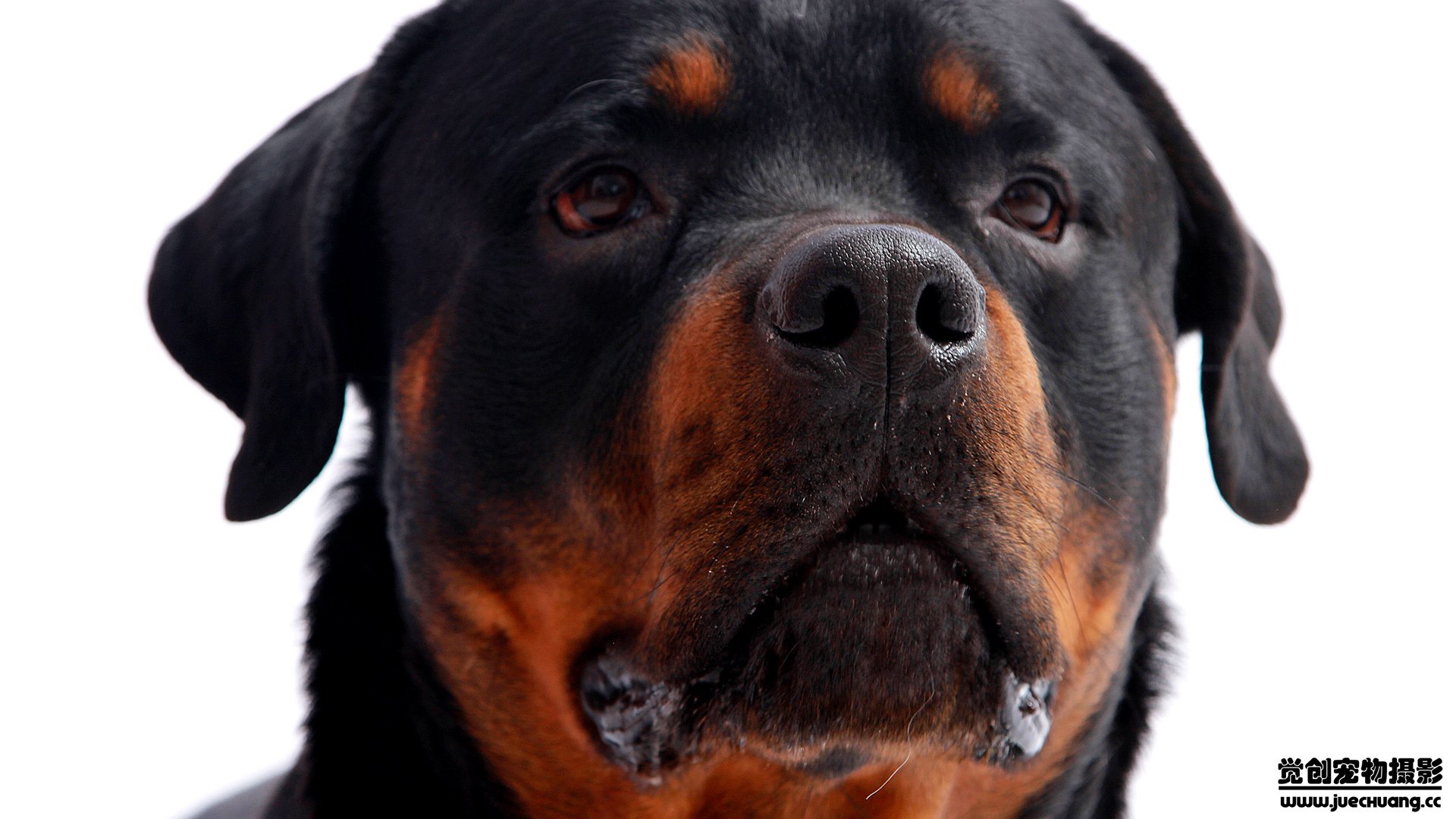 萌宠,汪星人,狗,卖萌,古灵精怪,觉创摄影,宠物,儿童桌面专用