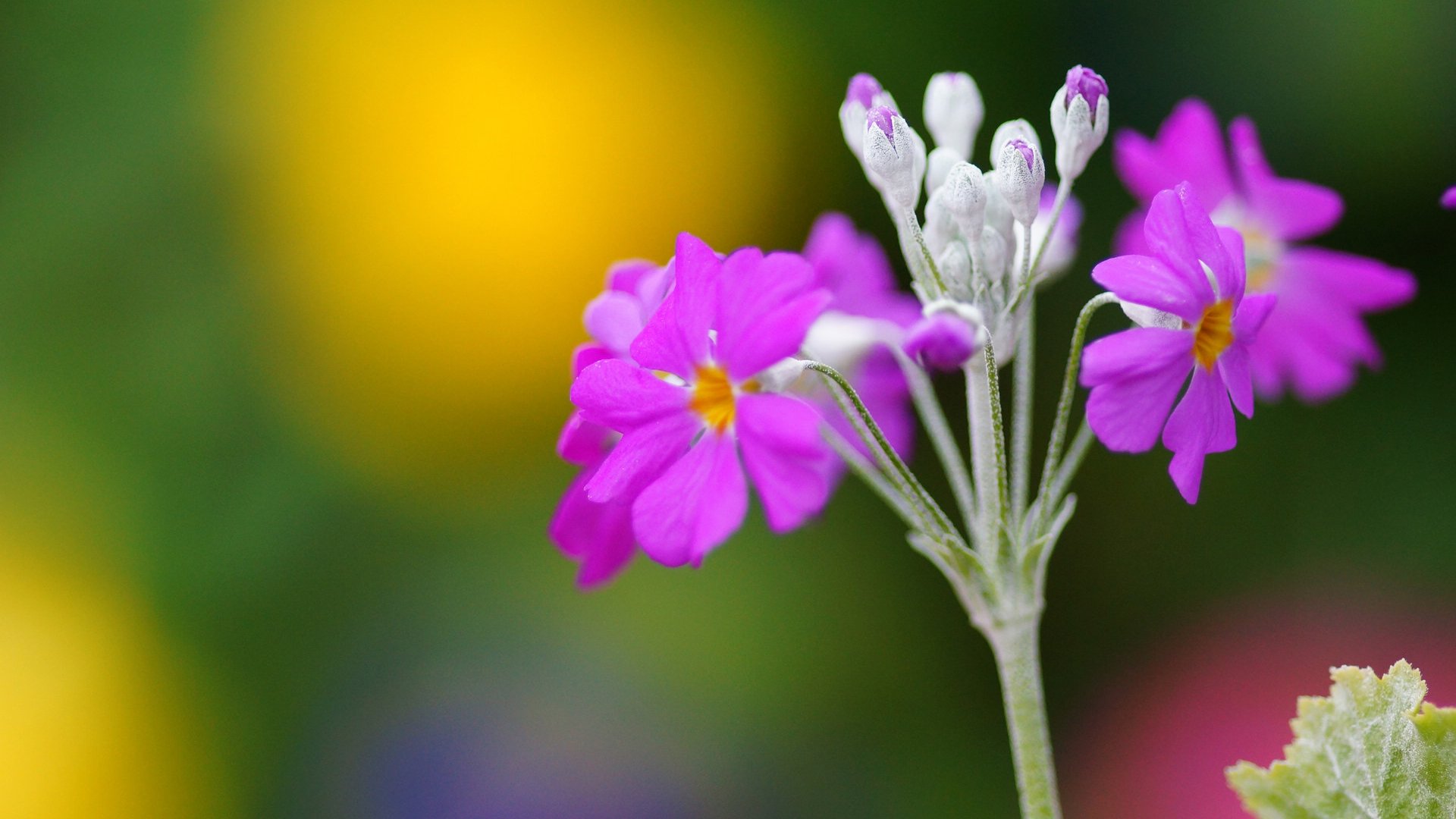 小清新,娇艳欲滴,花,儿童桌面专用