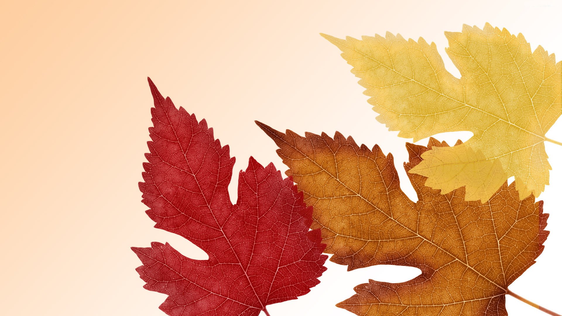 小清新,静物写真,枫叶,3月7日,儿童桌面专用