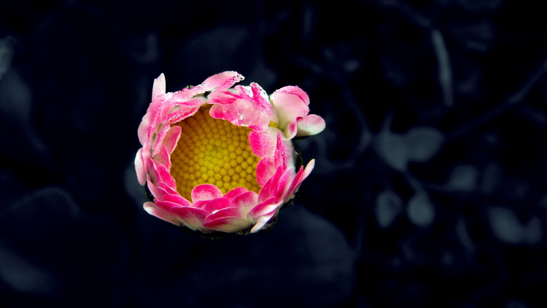 小清新,娇艳欲滴,花卉,3月5日,儿童桌面专用