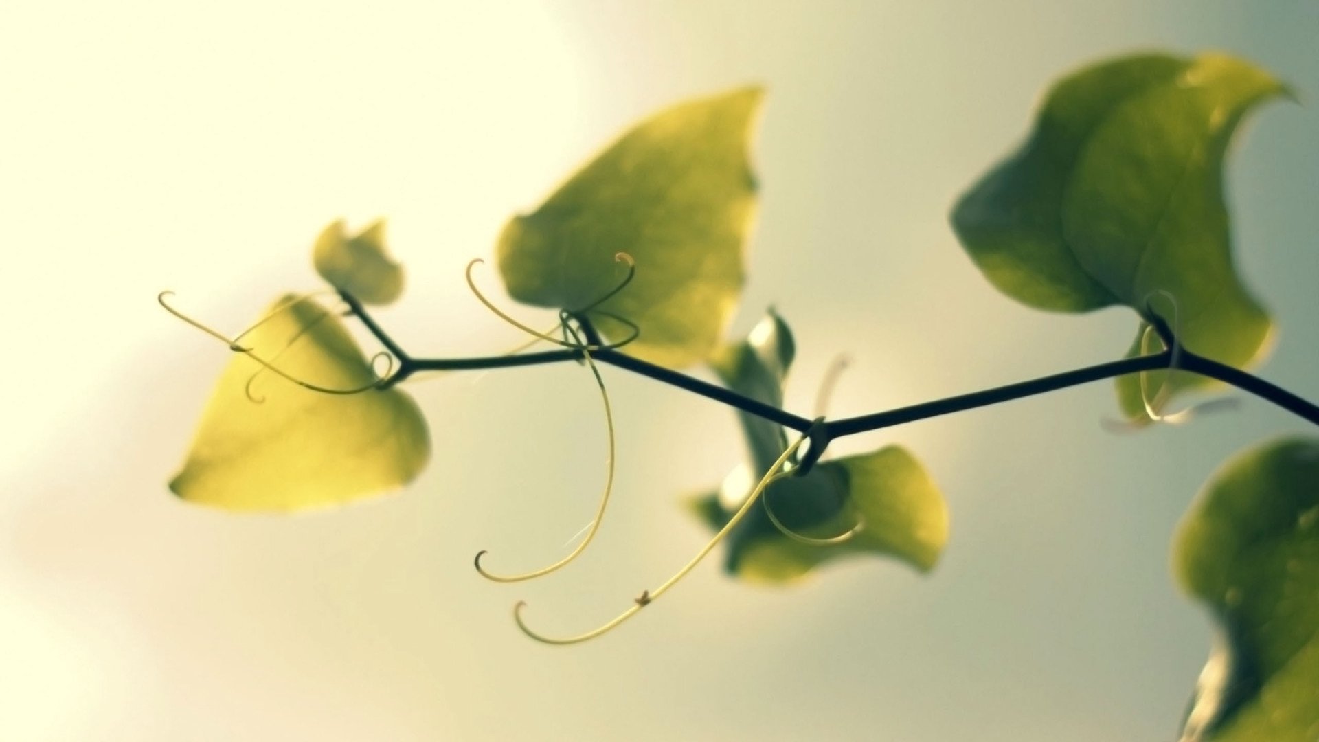 小清新,舒缓压力,儿童桌面专用