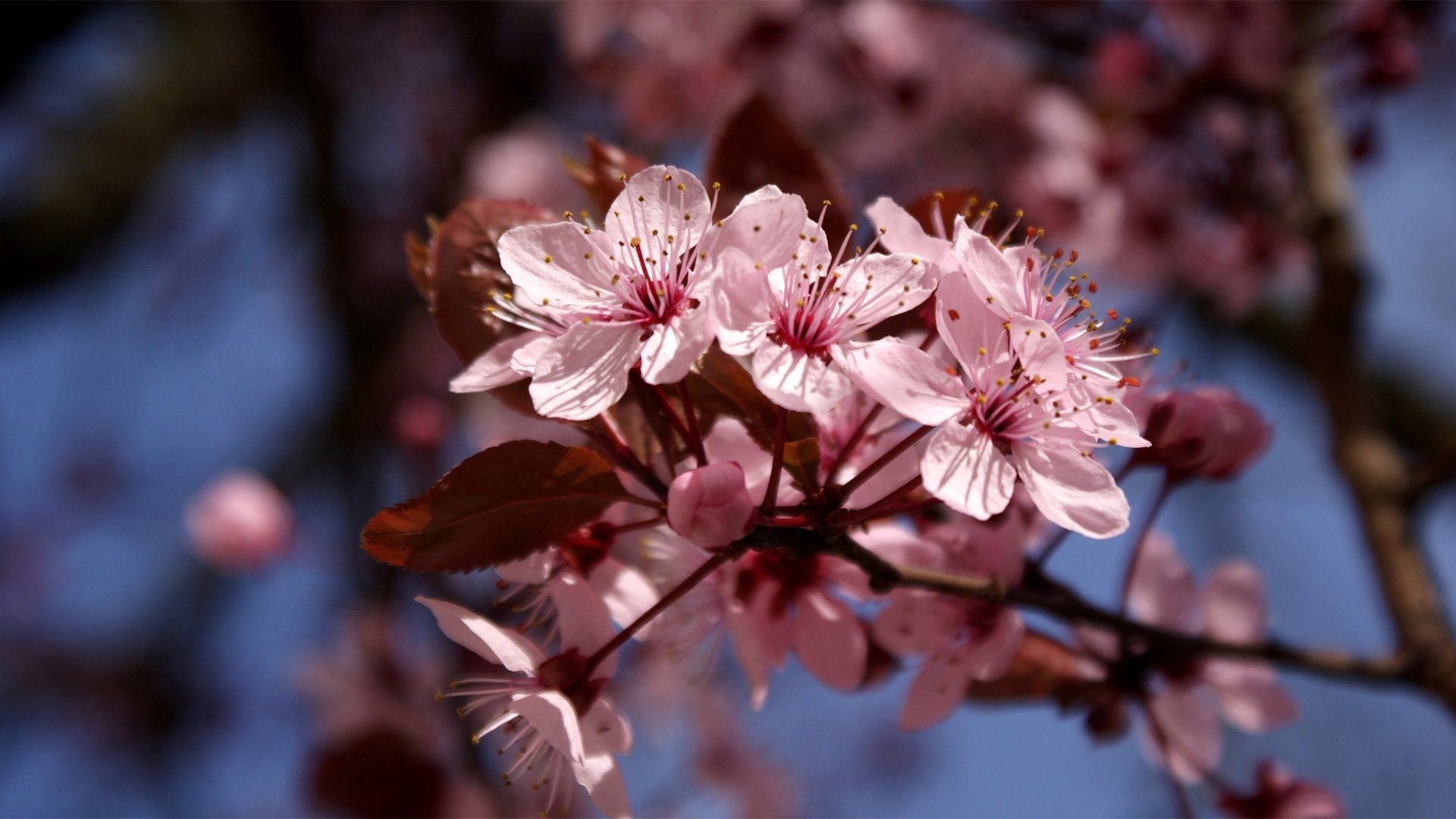 小清新,娇艳欲滴,花,儿童桌面专用