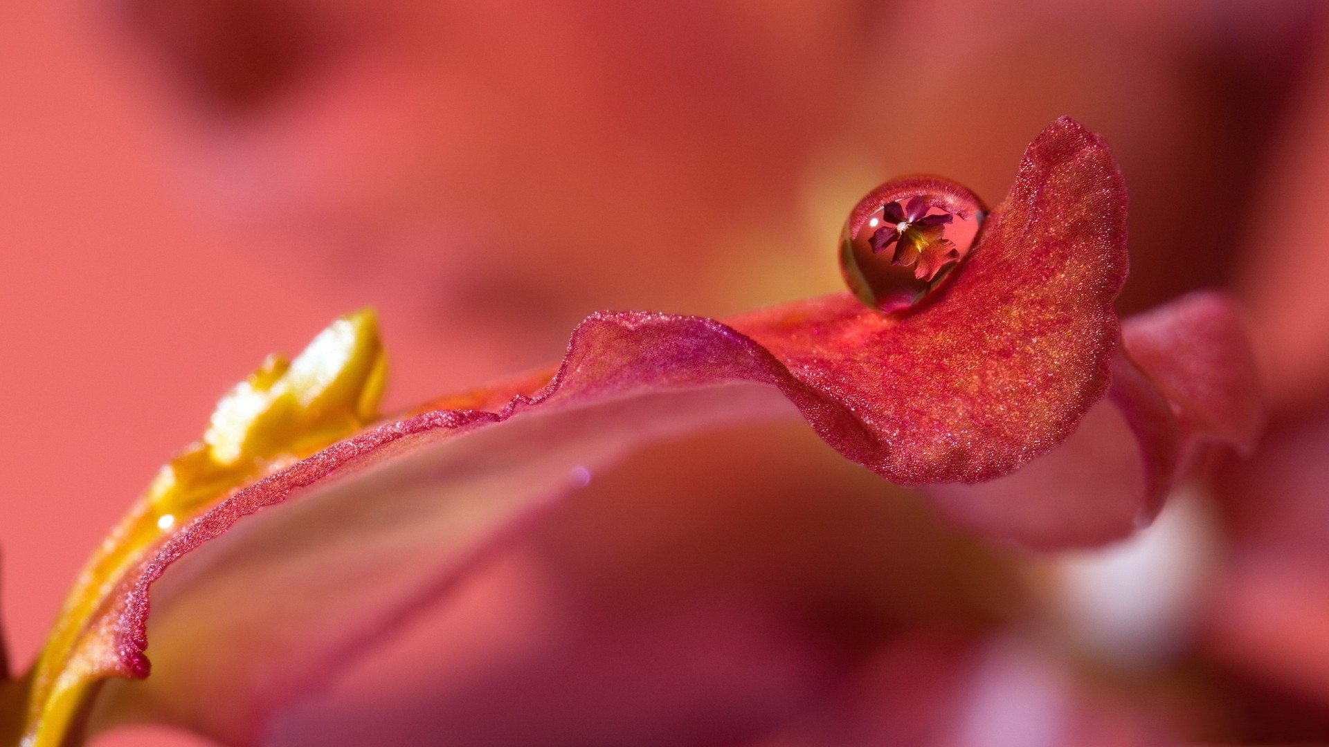 小清新,娇艳欲滴,花,儿童桌面专用