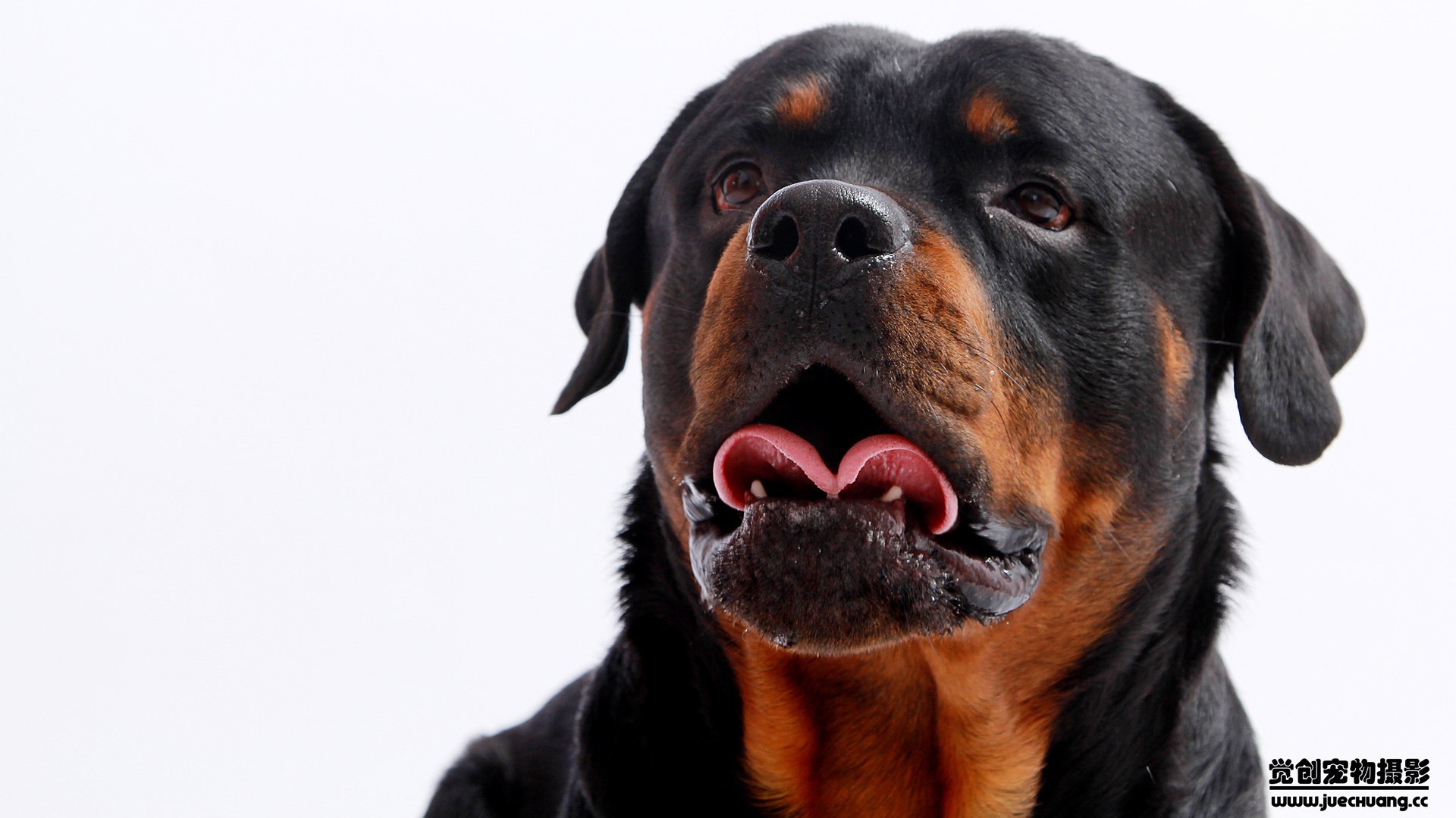 萌宠,汪星人,狗,卖萌,古灵精怪,觉创摄影,宠物,儿童桌面专用