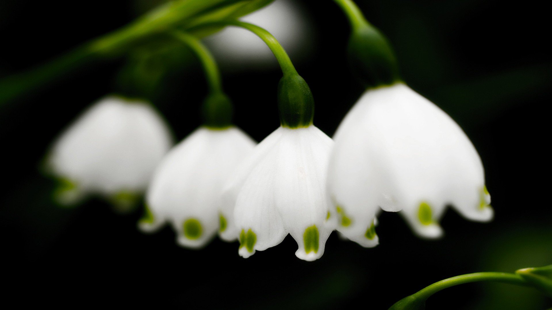 小清新,娇艳欲滴,花,儿童桌面专用