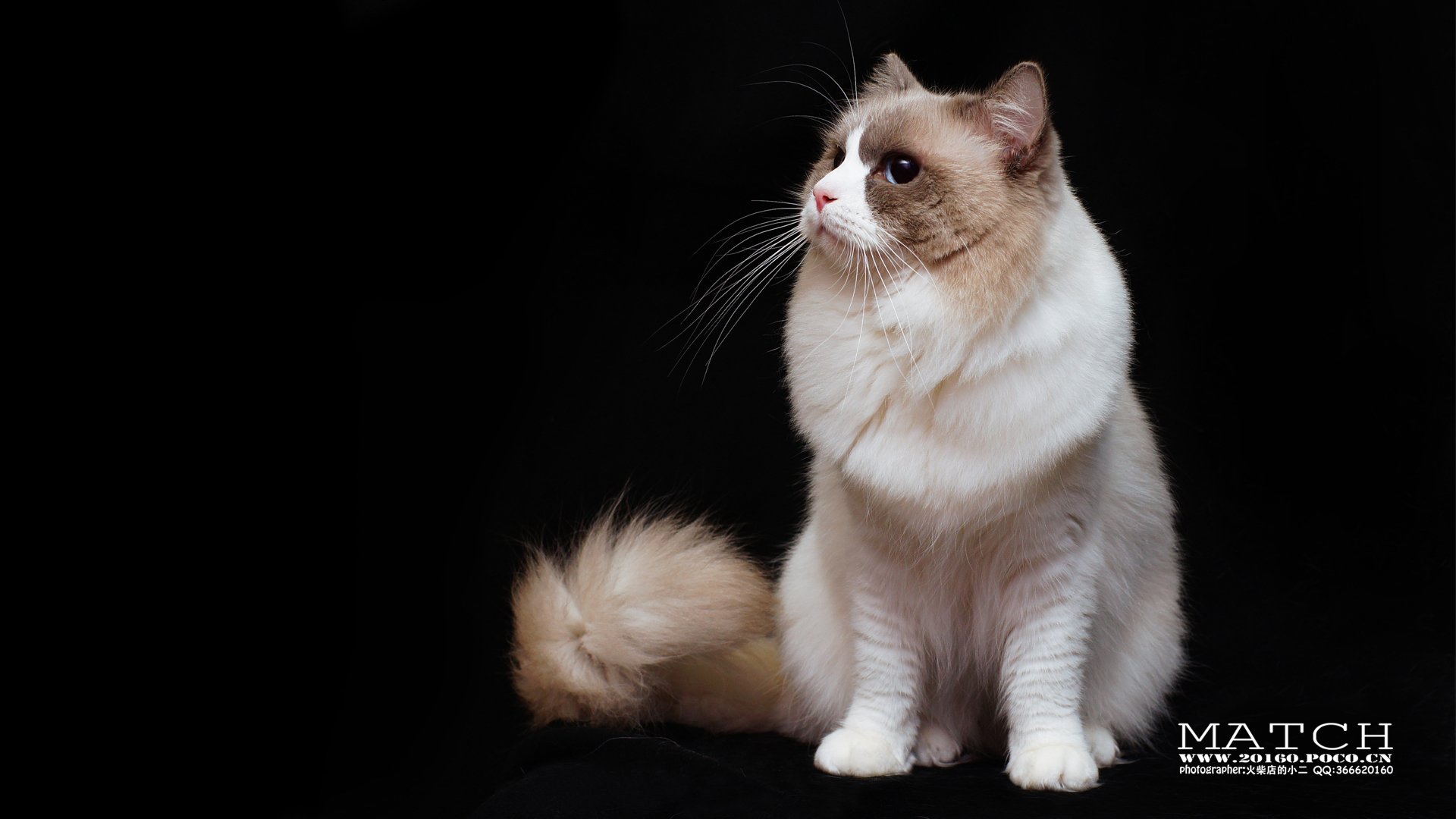 MATCH,萌宠,喵星人,猫,可爱,卖萌,古灵精怪,火柴摄影,火柴宠摄,儿童桌面专用