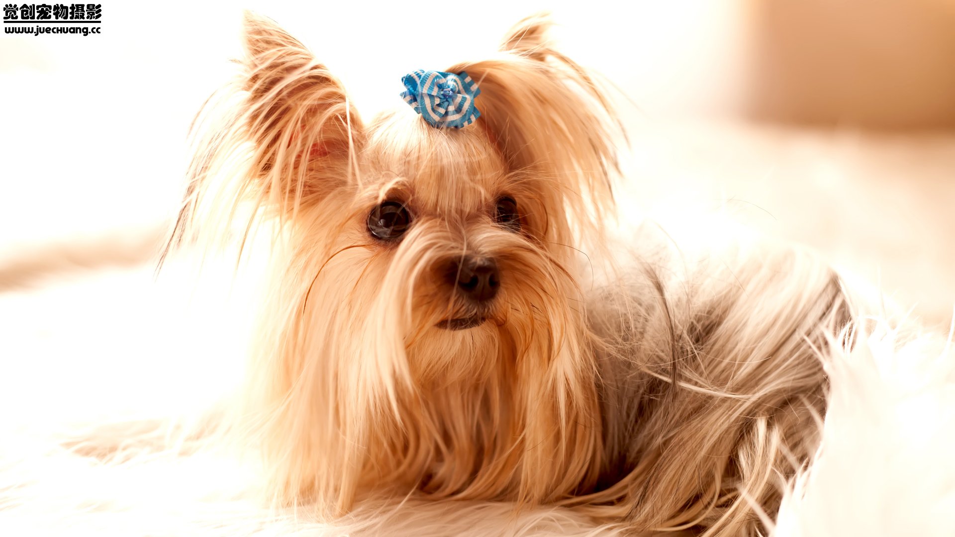 萌宠,汪星人,狗,卖萌,古灵精怪,觉创摄影,宠物,儿童桌面专用