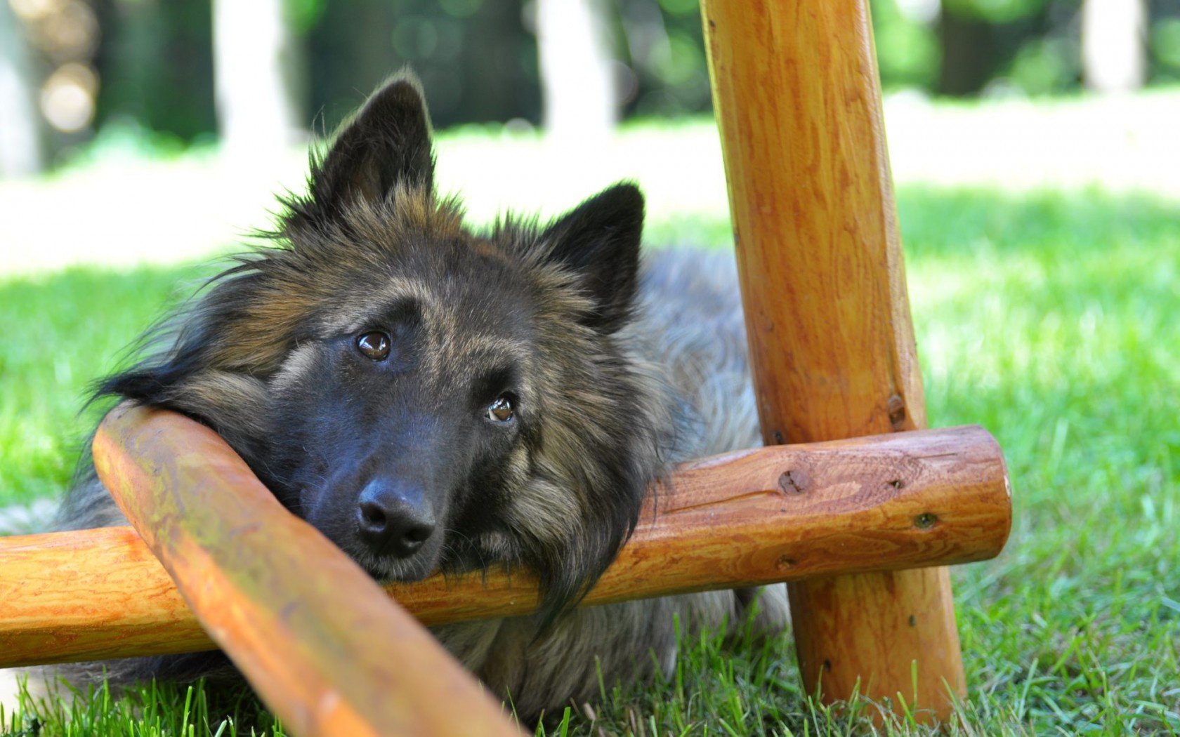 萌宠,汪星人,狗,卖萌,可爱,儿童桌面专用