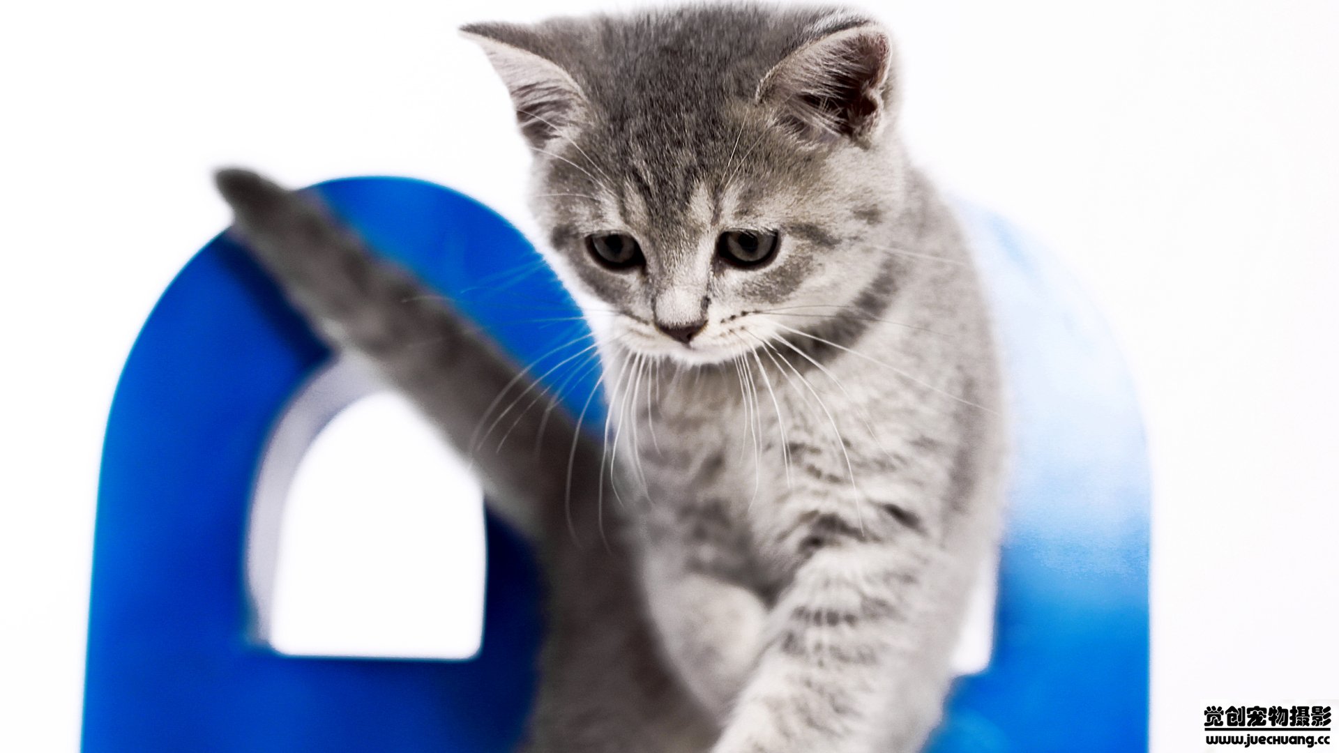 萌宠,喵星人,猫,卖萌,古灵精怪,觉创摄影,宠物,儿童桌面专用