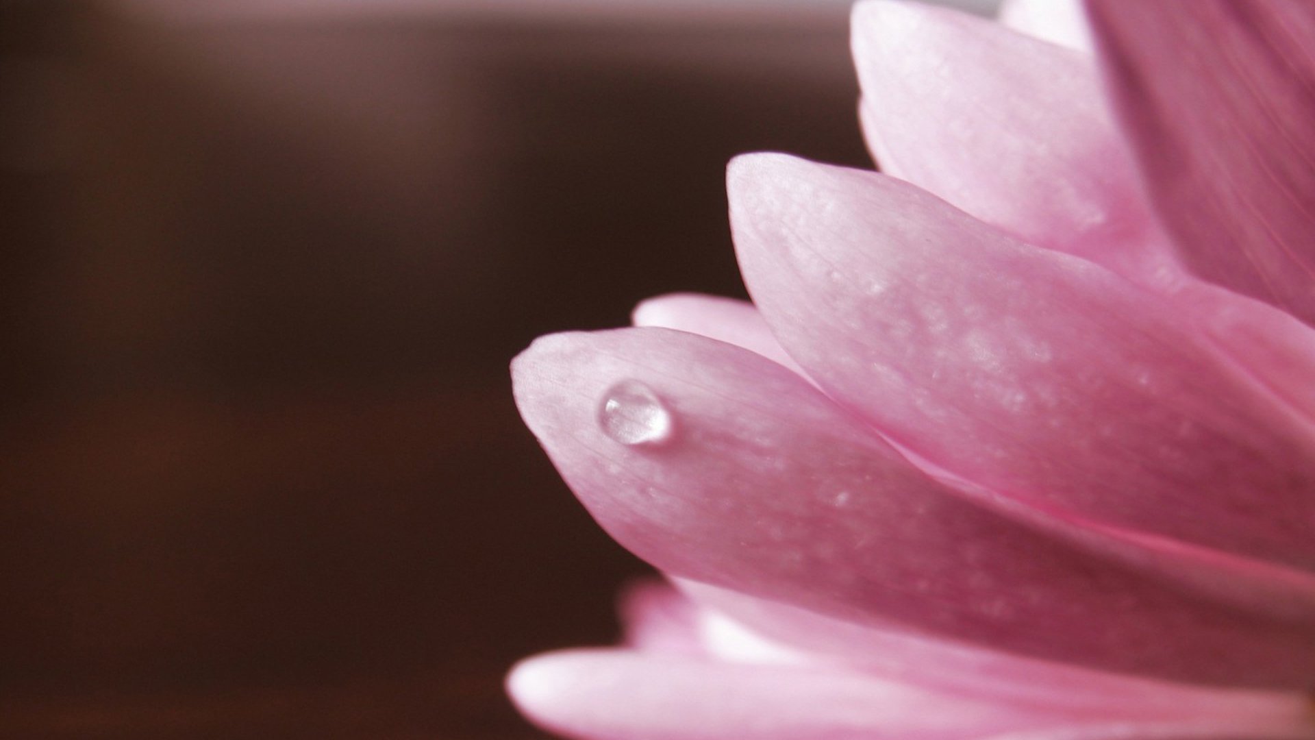 小清新,娇艳欲滴,花,儿童桌面专用