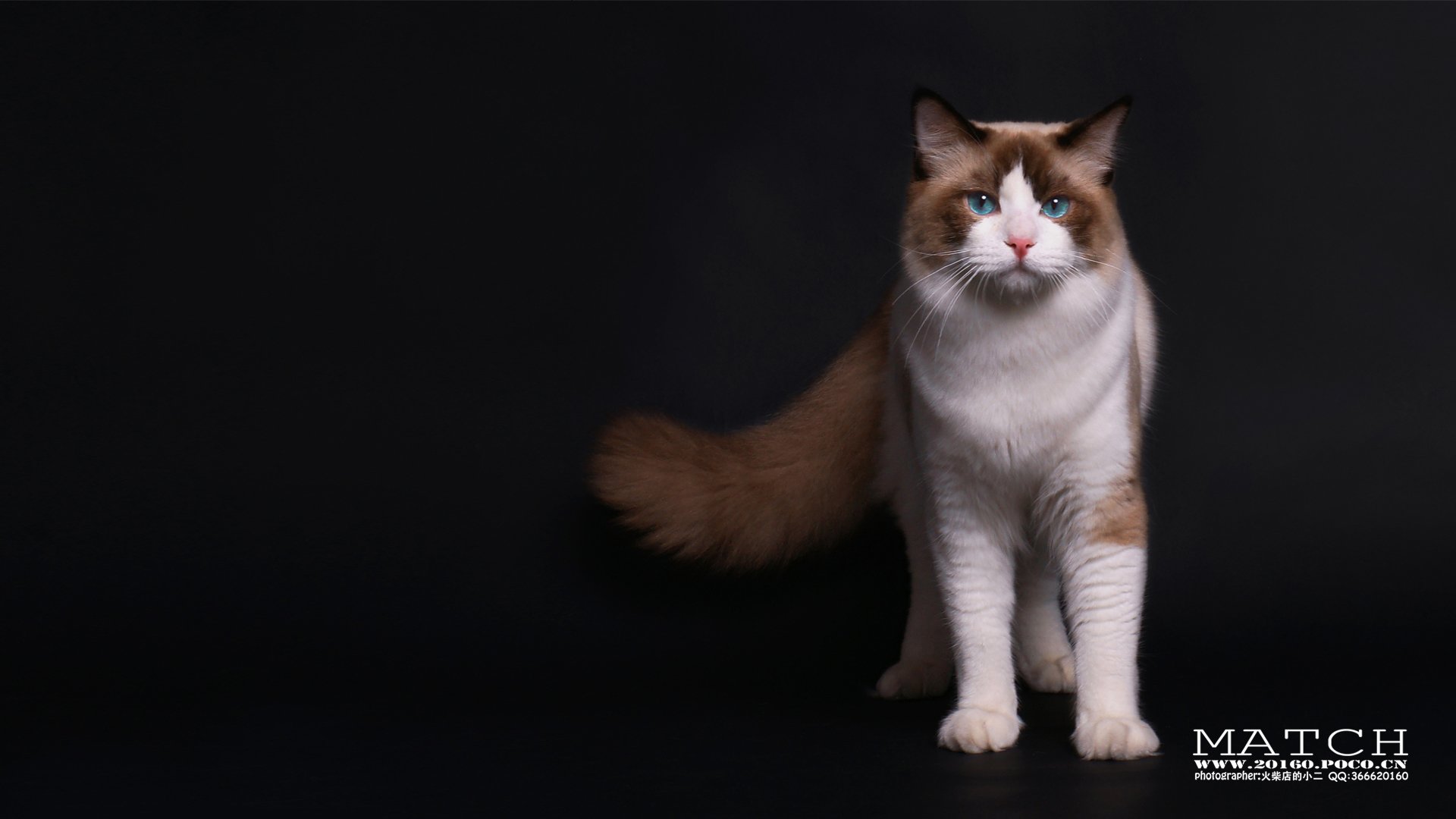 MATCH,萌宠,喵星人,猫,可爱,卖萌,古灵精怪,火柴摄影,火柴宠摄,儿童桌面专用