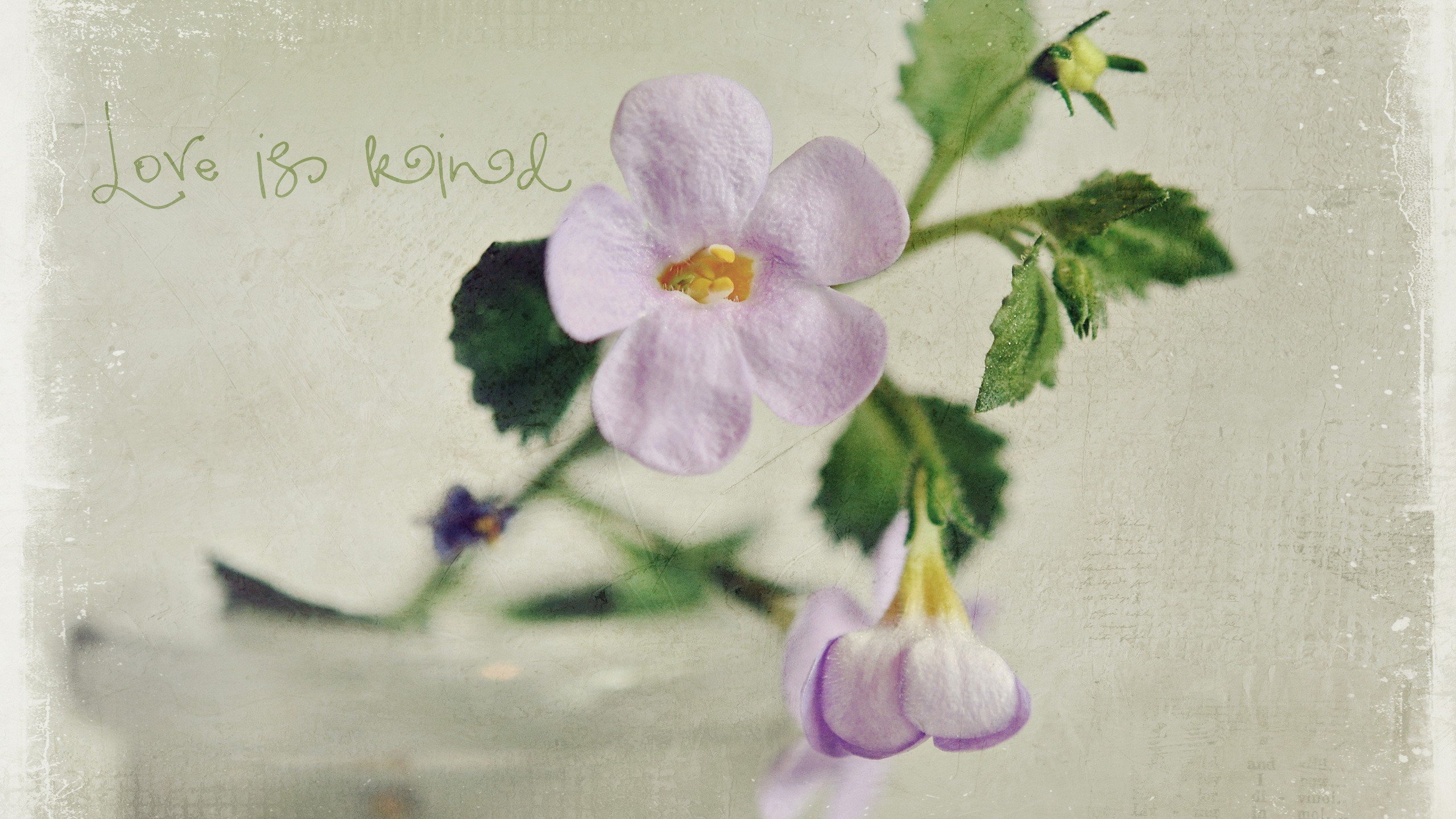 爱情美图,唯美温馨