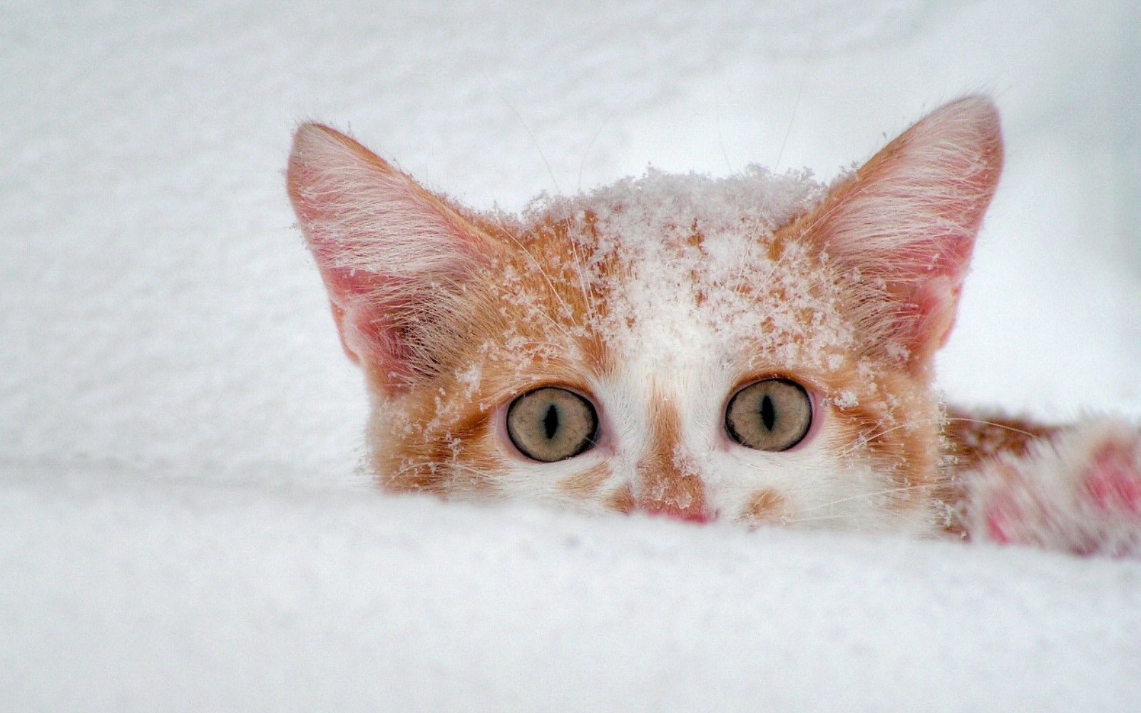 萌宠,喵星人,可爱,猫,古灵精怪,儿童桌面专用