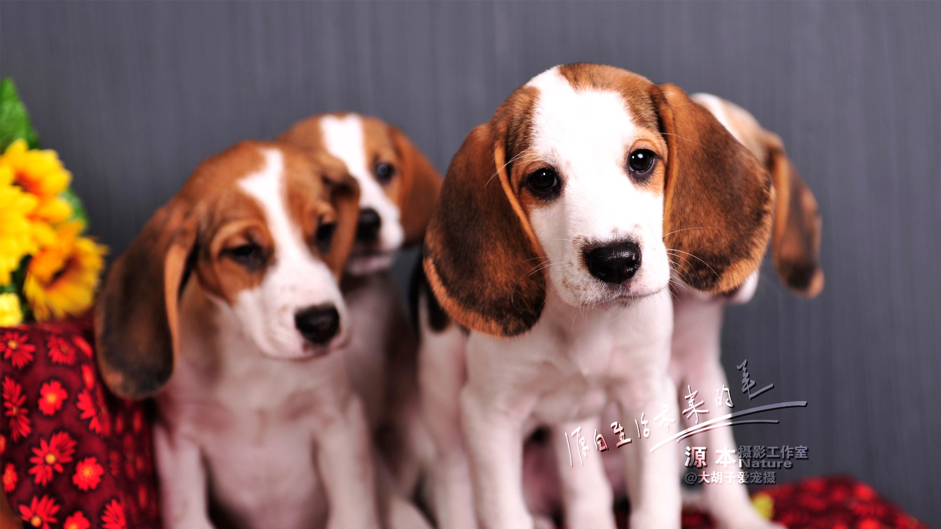 萌宠,汪星人,可爱,狗,源本摄影,古灵精怪,儿童桌面专用