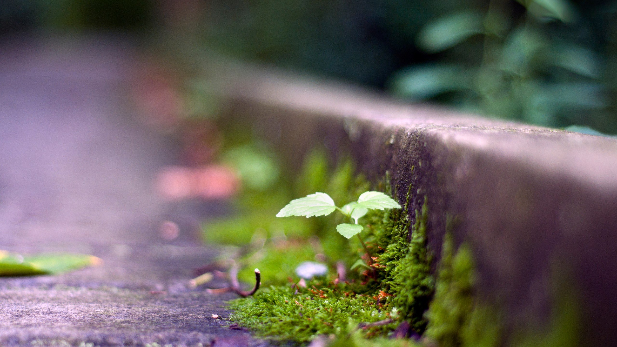 小清新,温馨一刻,儿童桌面专用
