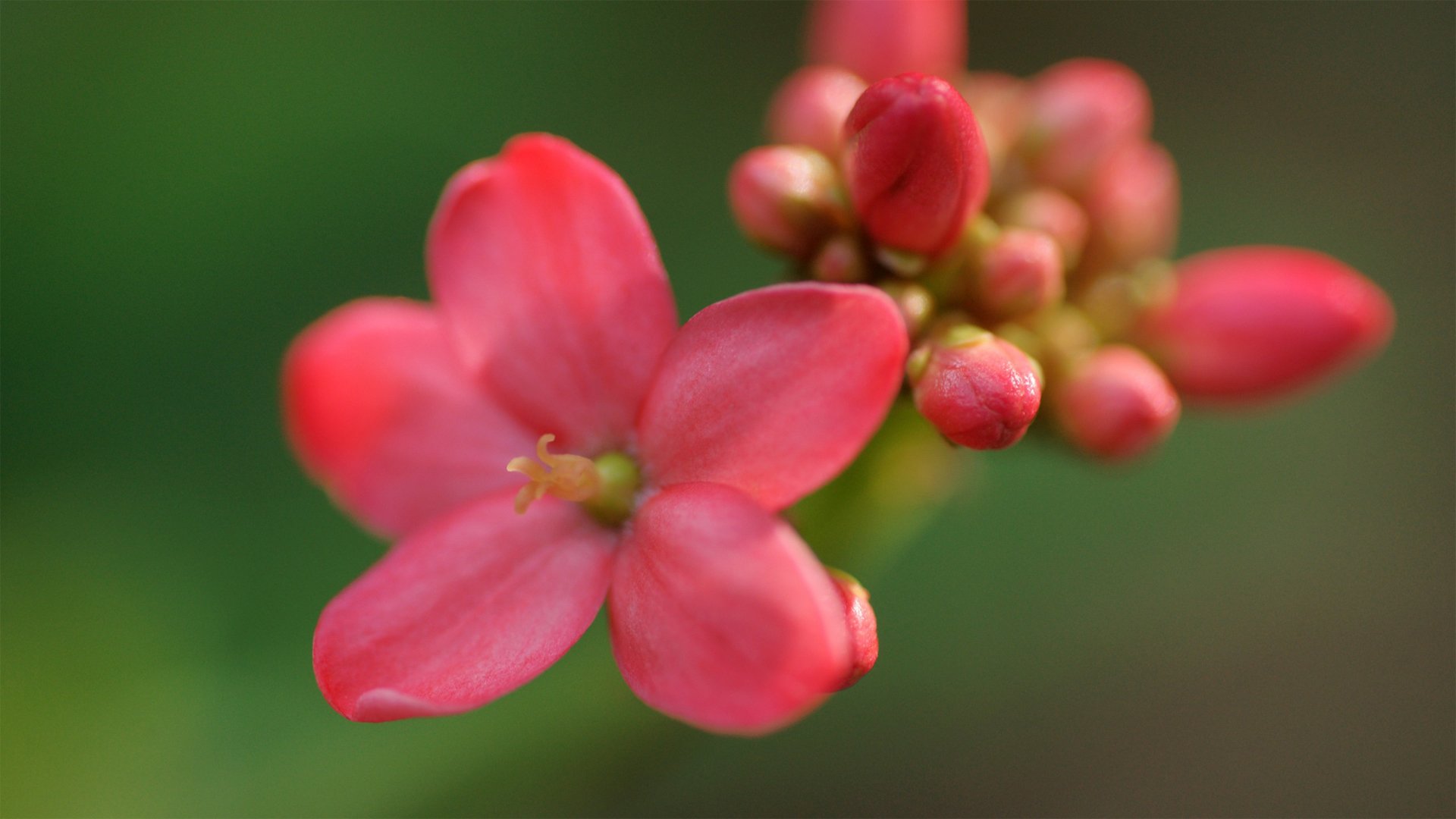 小清新,娇艳欲滴,花,儿童桌面专用