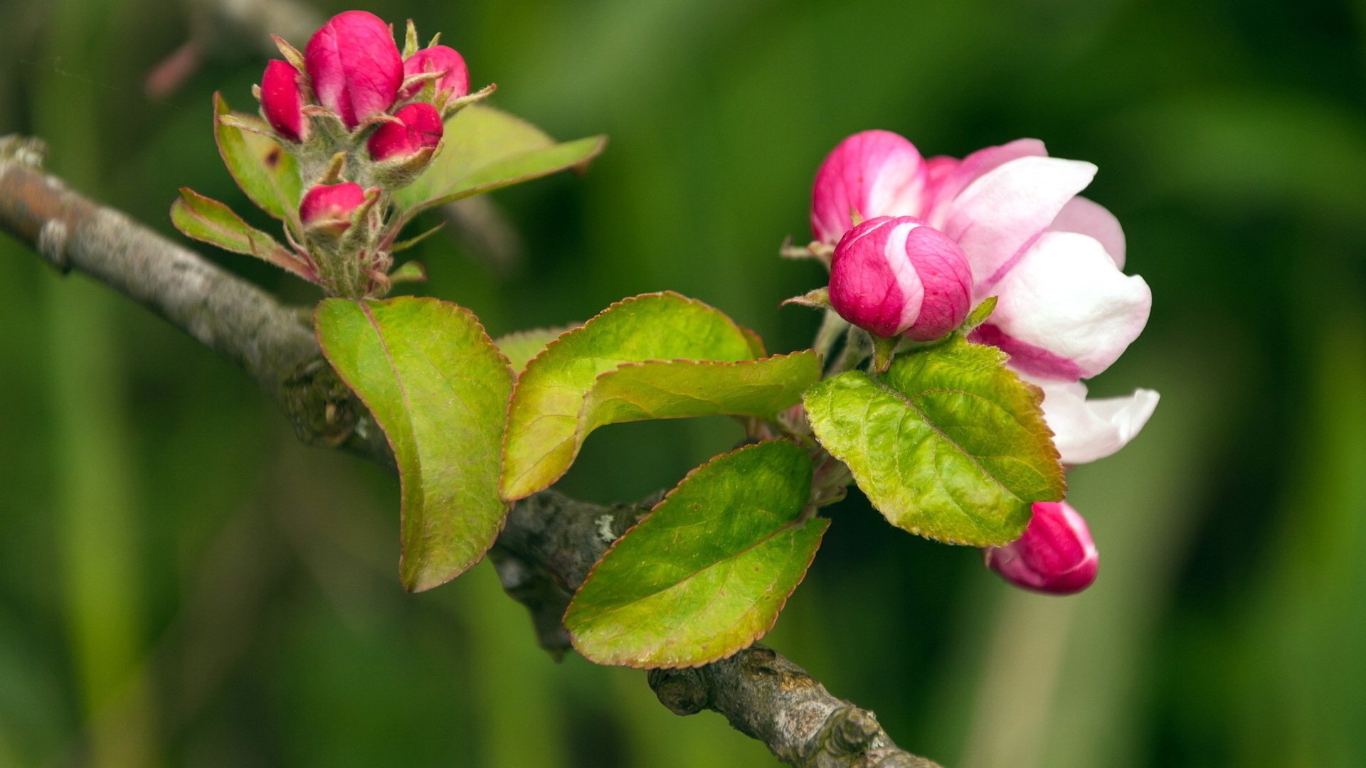 小清新,娇艳欲滴,花,儿童桌面专用