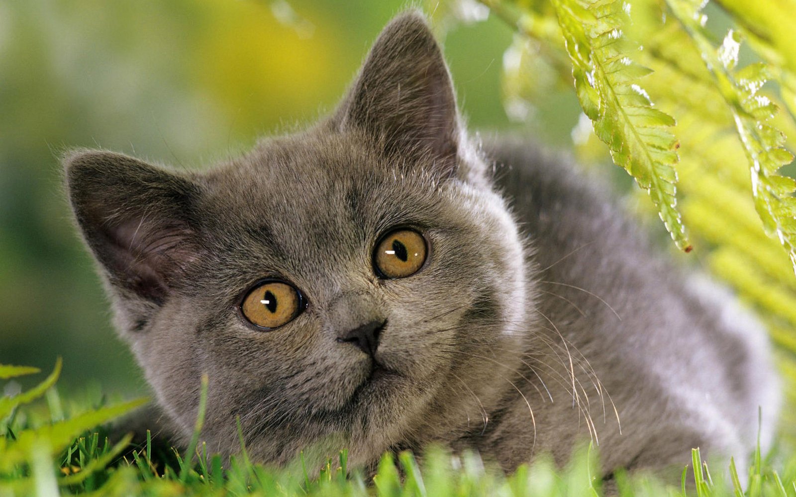 萌宠,喵星人,可爱,猫,古灵精怪,儿童桌面专用