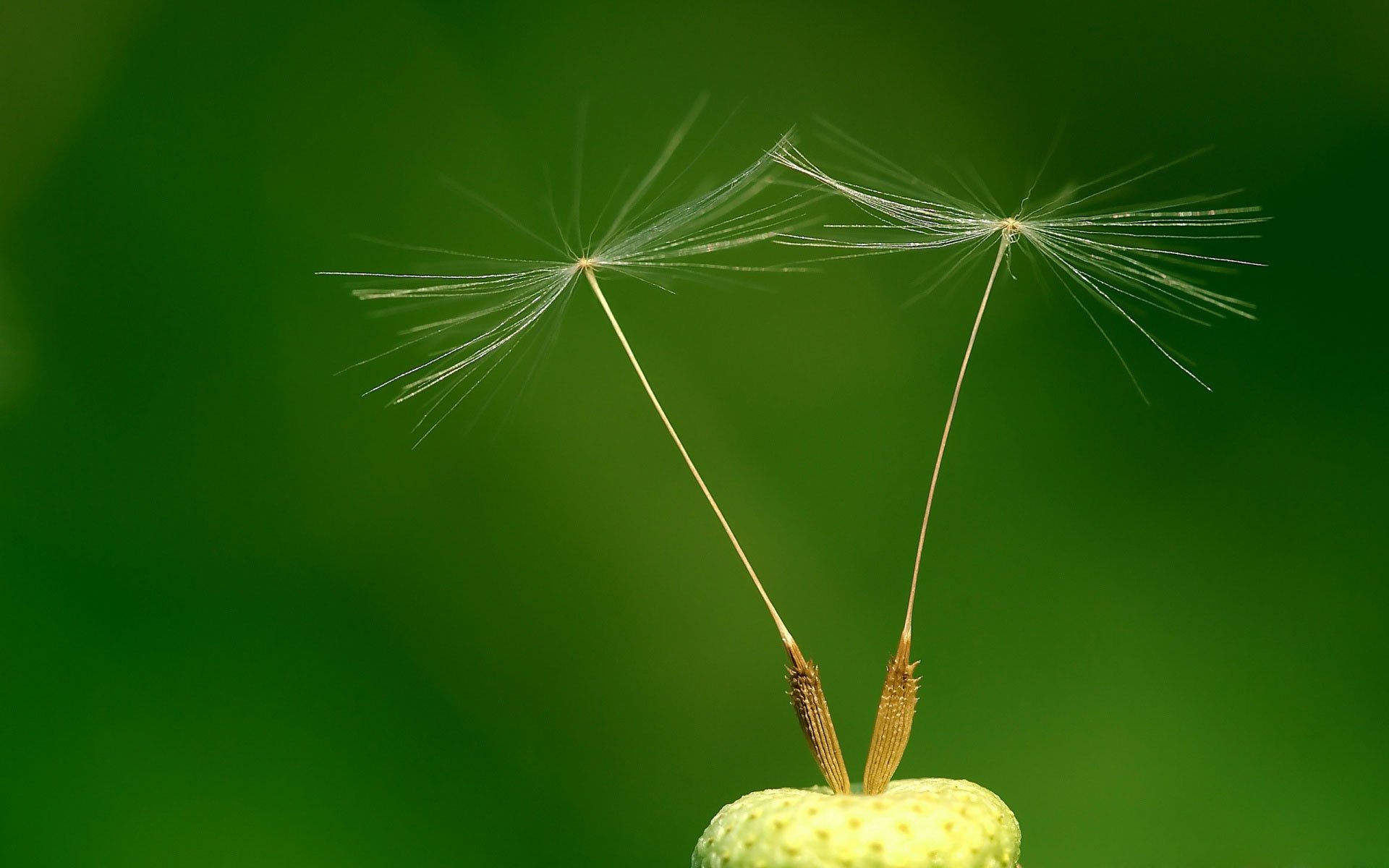 小清新,护眼壁纸,绿色,3月4日,儿童桌面专用