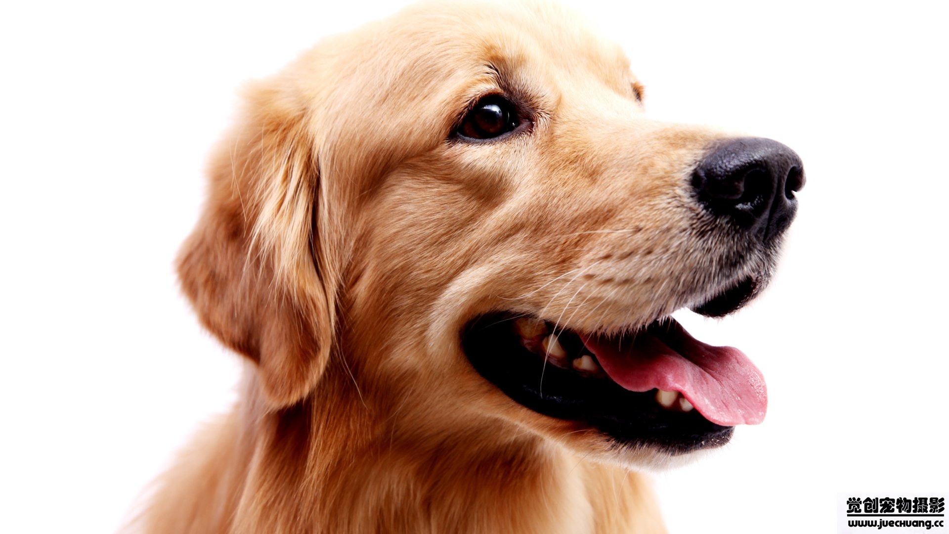 萌宠,汪星人,狗,卖萌,古灵精怪,觉创摄影,宠物,儿童桌面专用