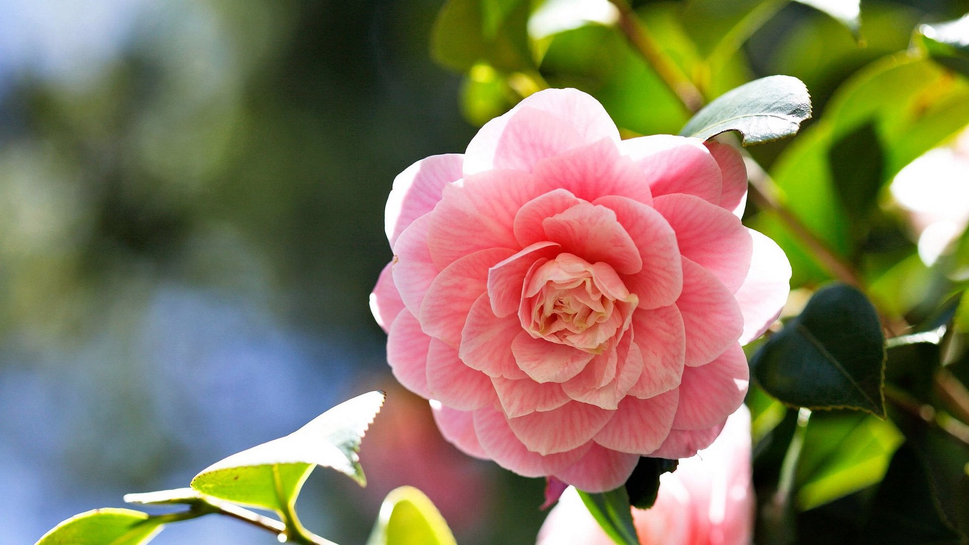 小清新,娇艳欲滴,花,儿童桌面专用