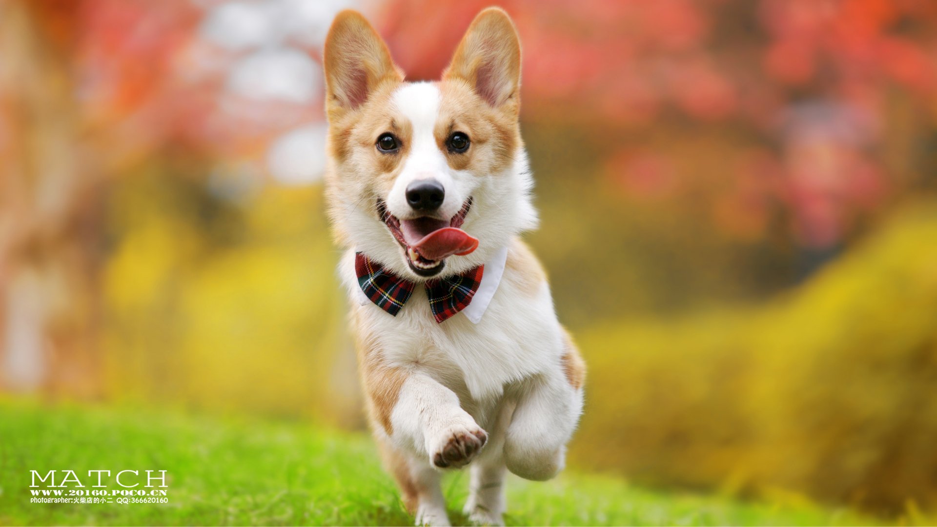 MATCH,萌宠,汪星人,狗,卖萌,古灵精怪,可爱,火柴摄影,火柴宠摄,儿童桌面专用