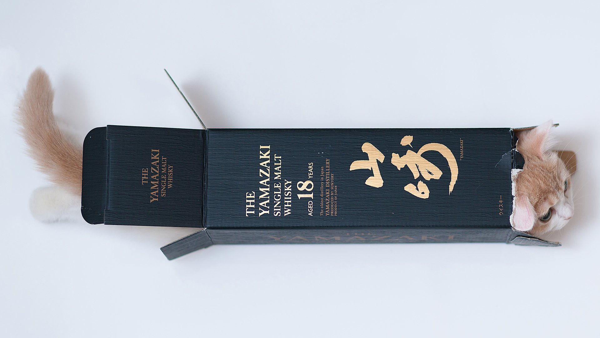 萌宠,喵星人,可爱,猫,古灵精怪,儿童桌面专用