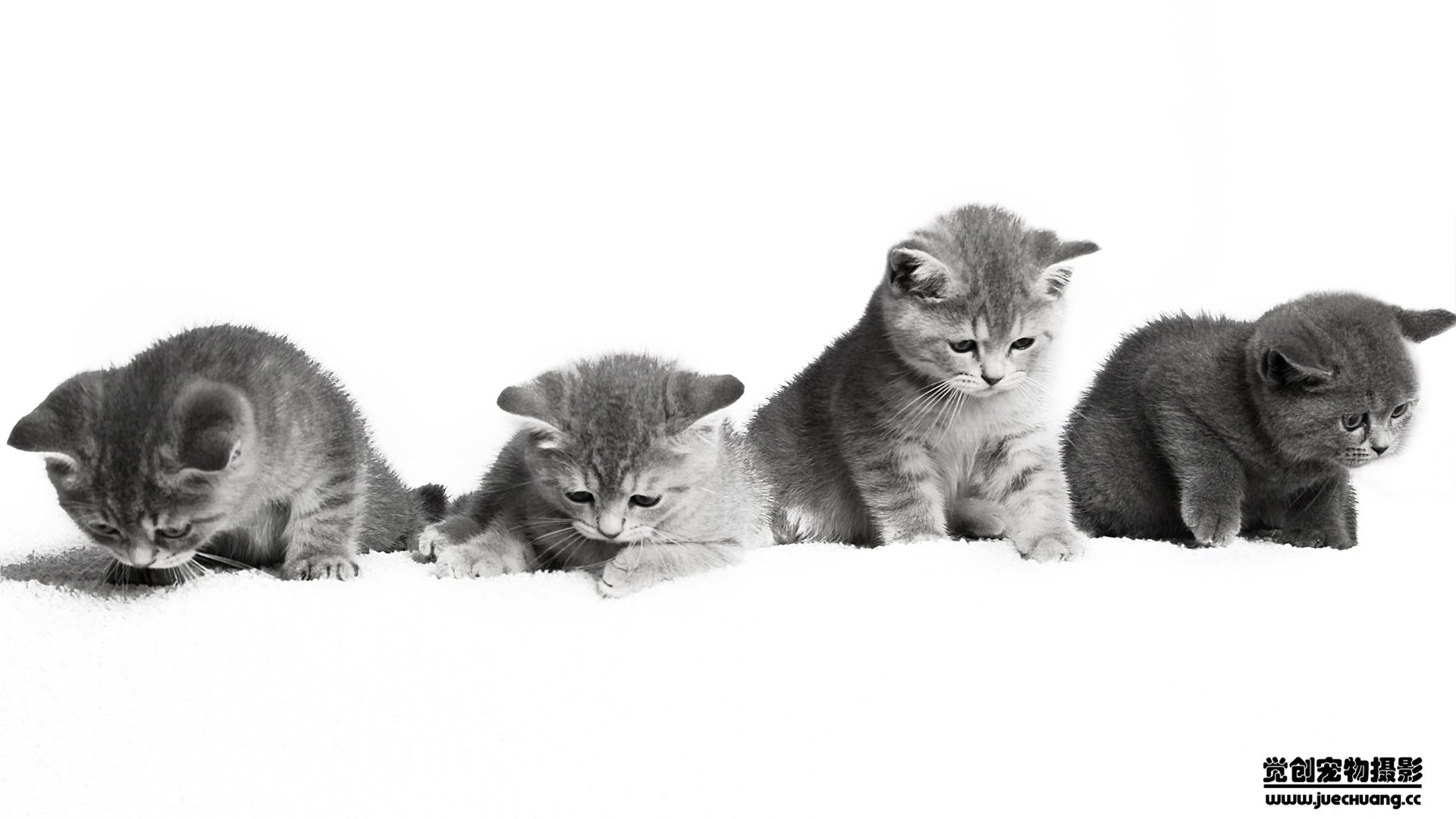 萌宠,喵星人,猫,卖萌,古灵精怪,觉创摄影,宠物,儿童桌面专用