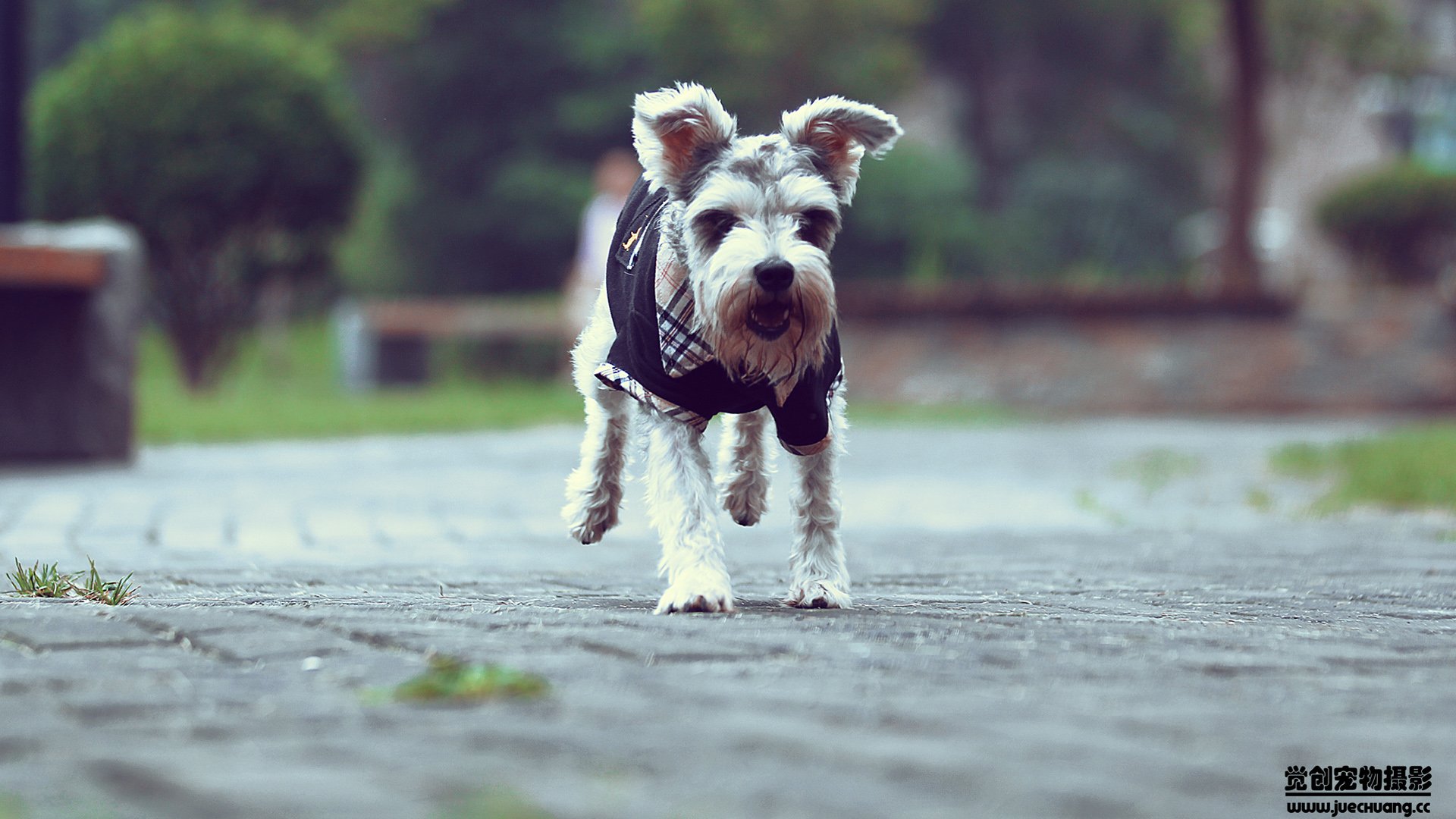 萌宠,汪星人,狗,卖萌,古灵精怪,觉创摄影,宠物,儿童桌面专用