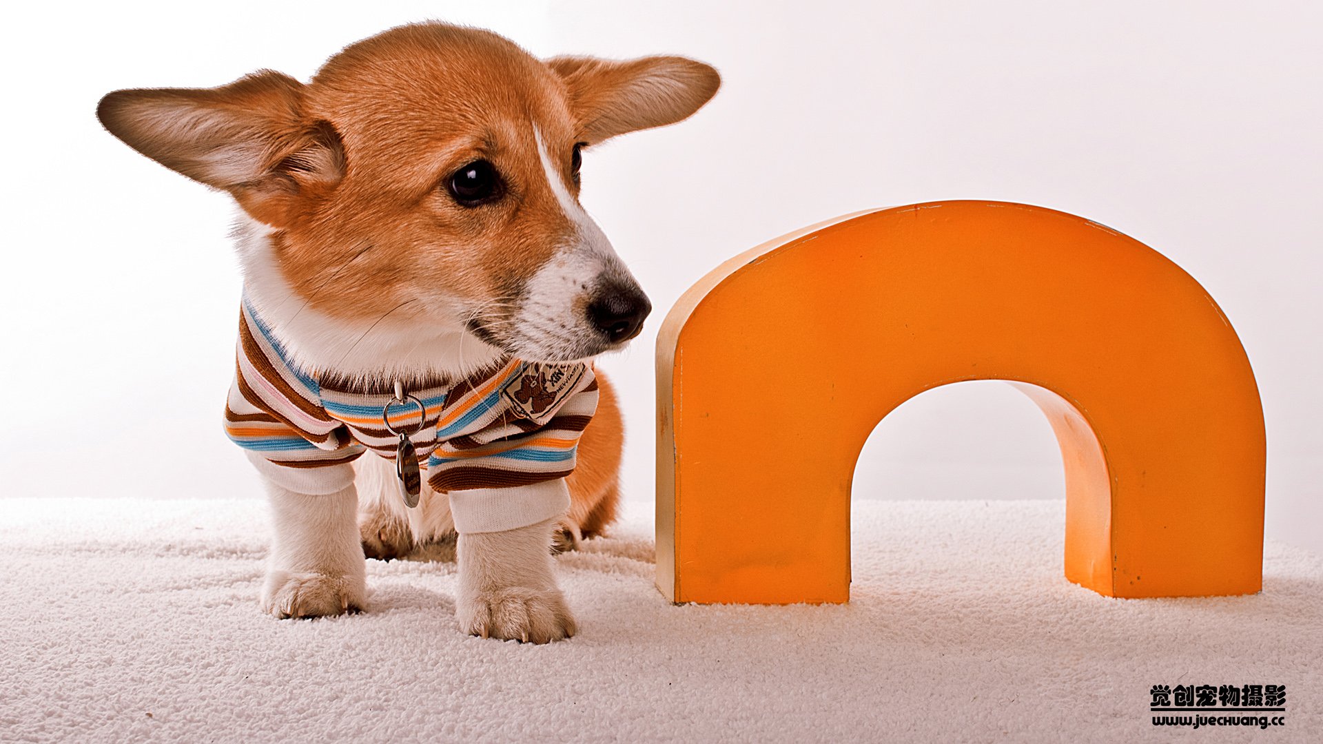 萌宠,汪星人,狗,卖萌,古灵精怪,可爱,觉创摄影,觉创宠物摄影,宠物,儿童桌面专用