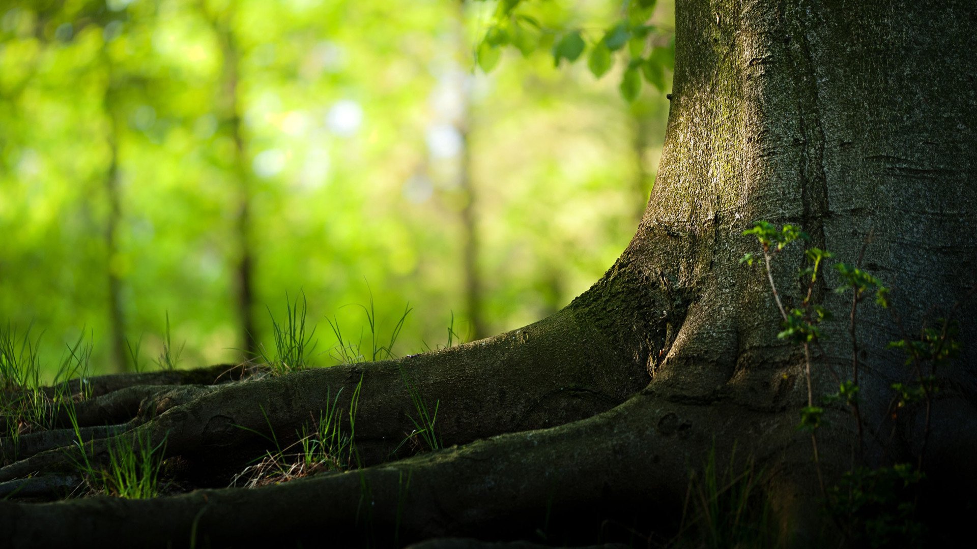 小清新,护眼壁纸,儿童桌面专用