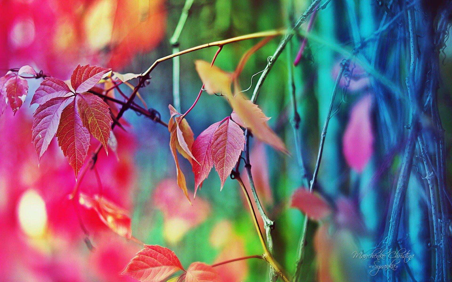 小清新,静物写真,树叶,3月6日,儿童桌面专用