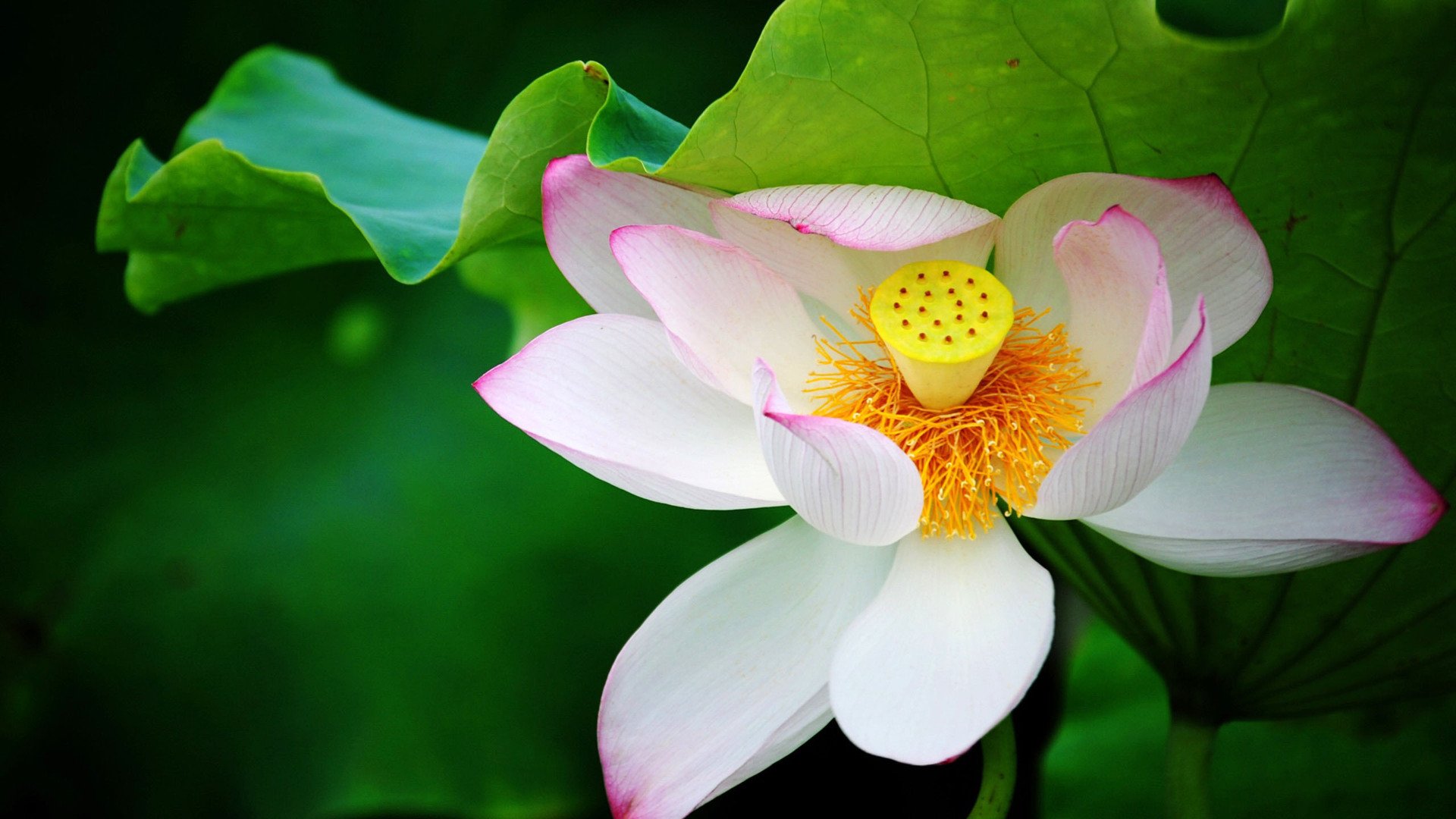 小清新,娇艳欲滴,荷花,儿童桌面专用