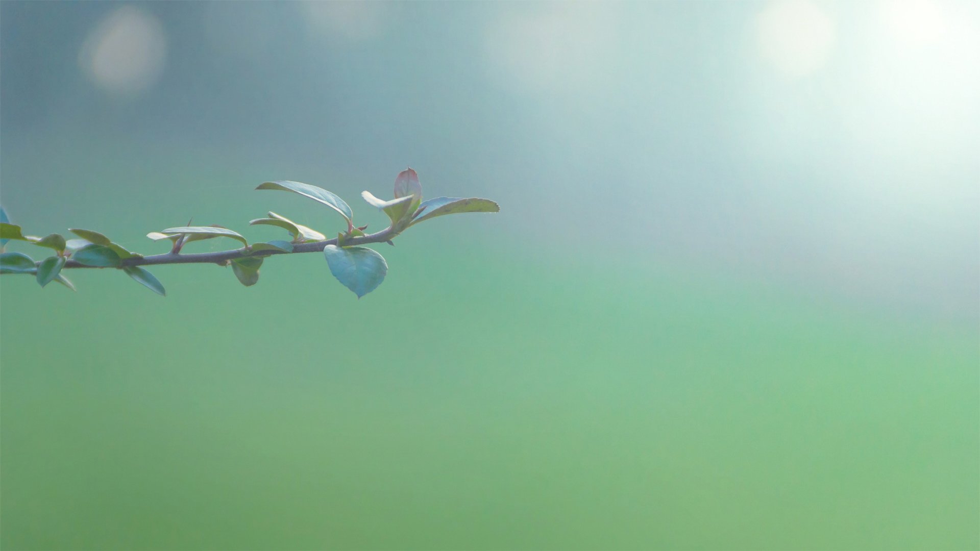 小清新,清新淡雅,花卉,3月5日,儿童桌面专用
