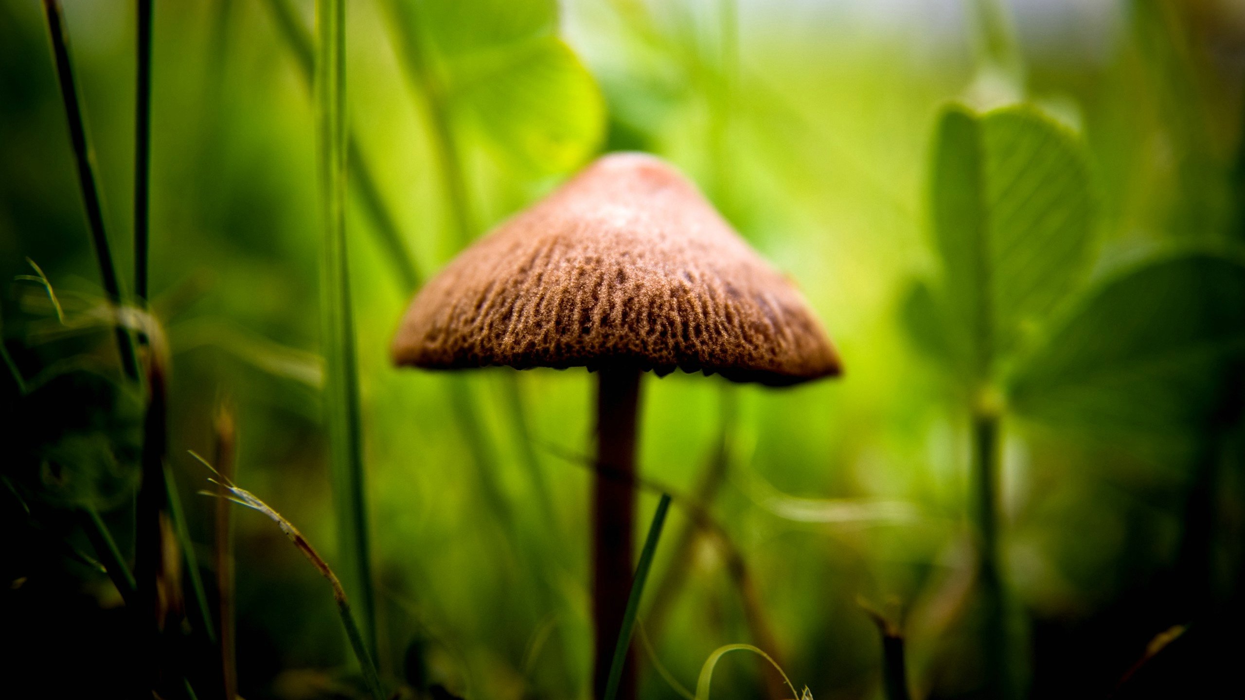 小清新,舒缓压力,儿童桌面专用