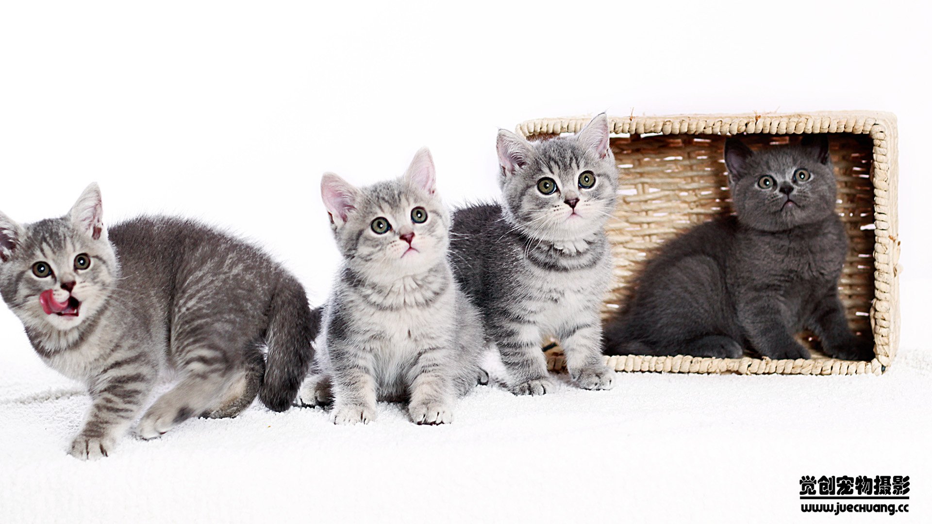 萌宠,喵星人,猫,卖萌,古灵精怪,觉创摄影,宠物,儿童桌面专用