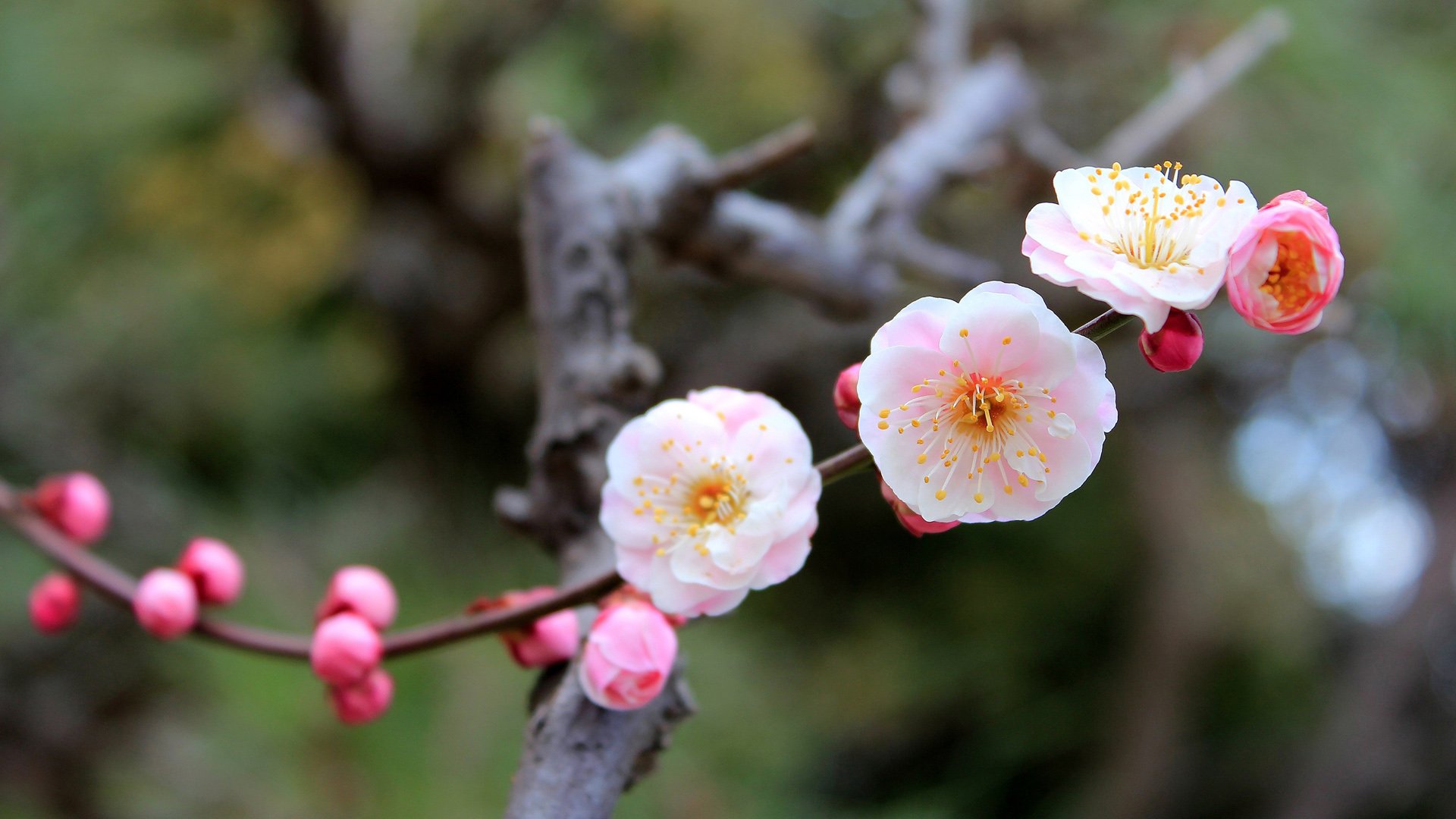 小清新,娇艳欲滴,花,儿童桌面专用