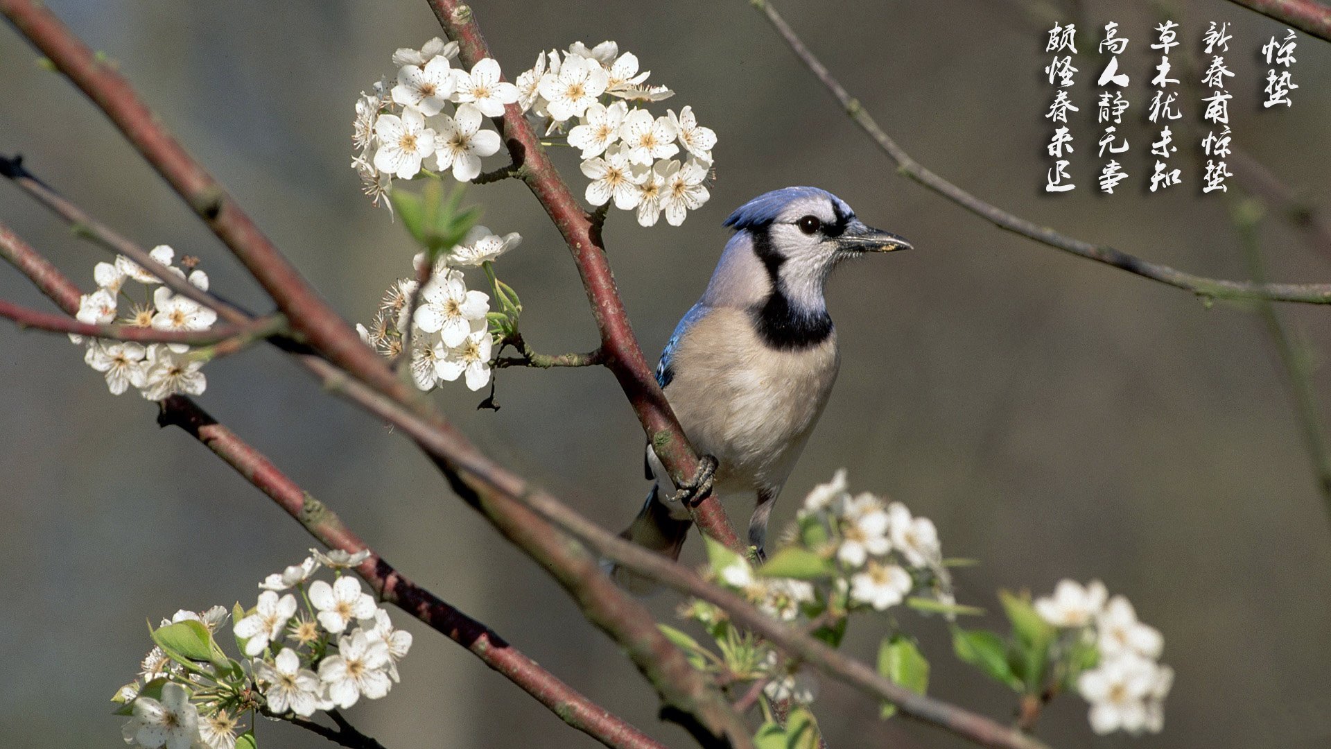 节日,节气,惊蛰,小鸟,儿童桌面专用