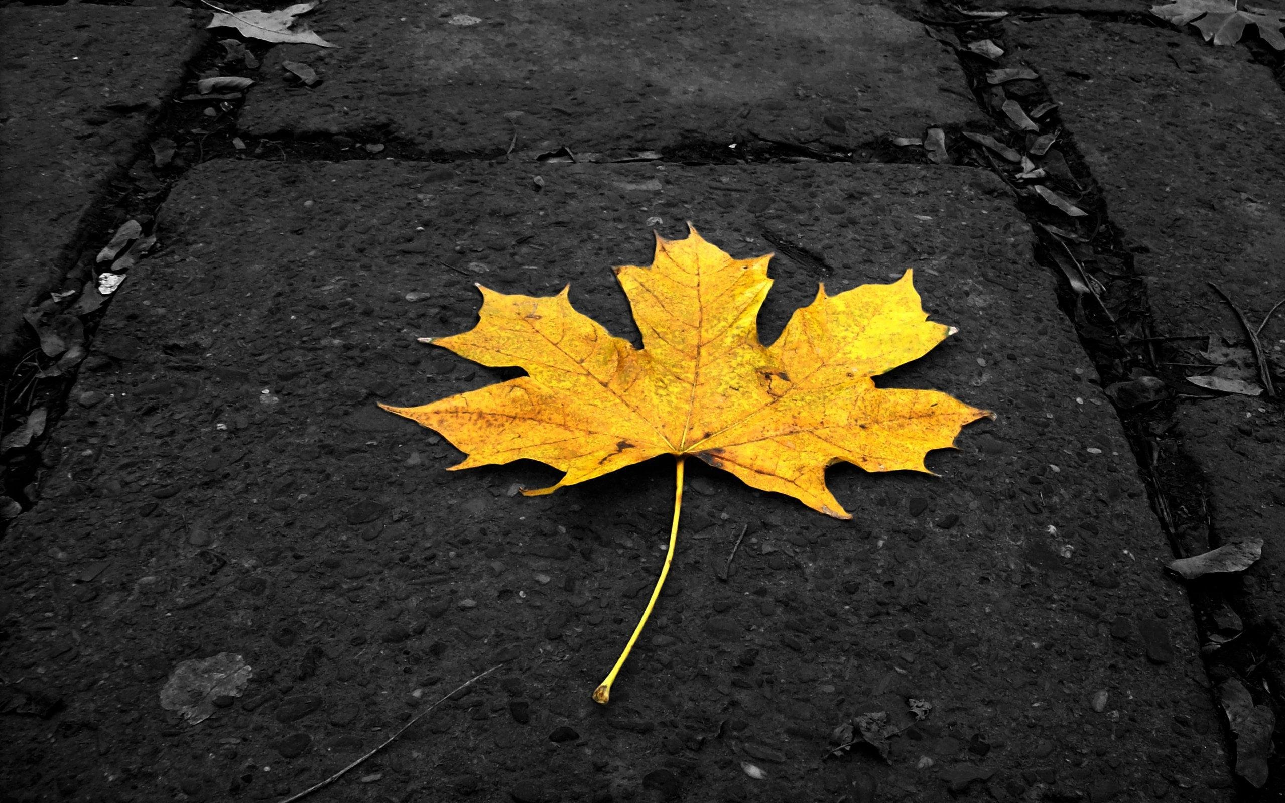 小清新,静物写真,树叶,儿童桌面专用