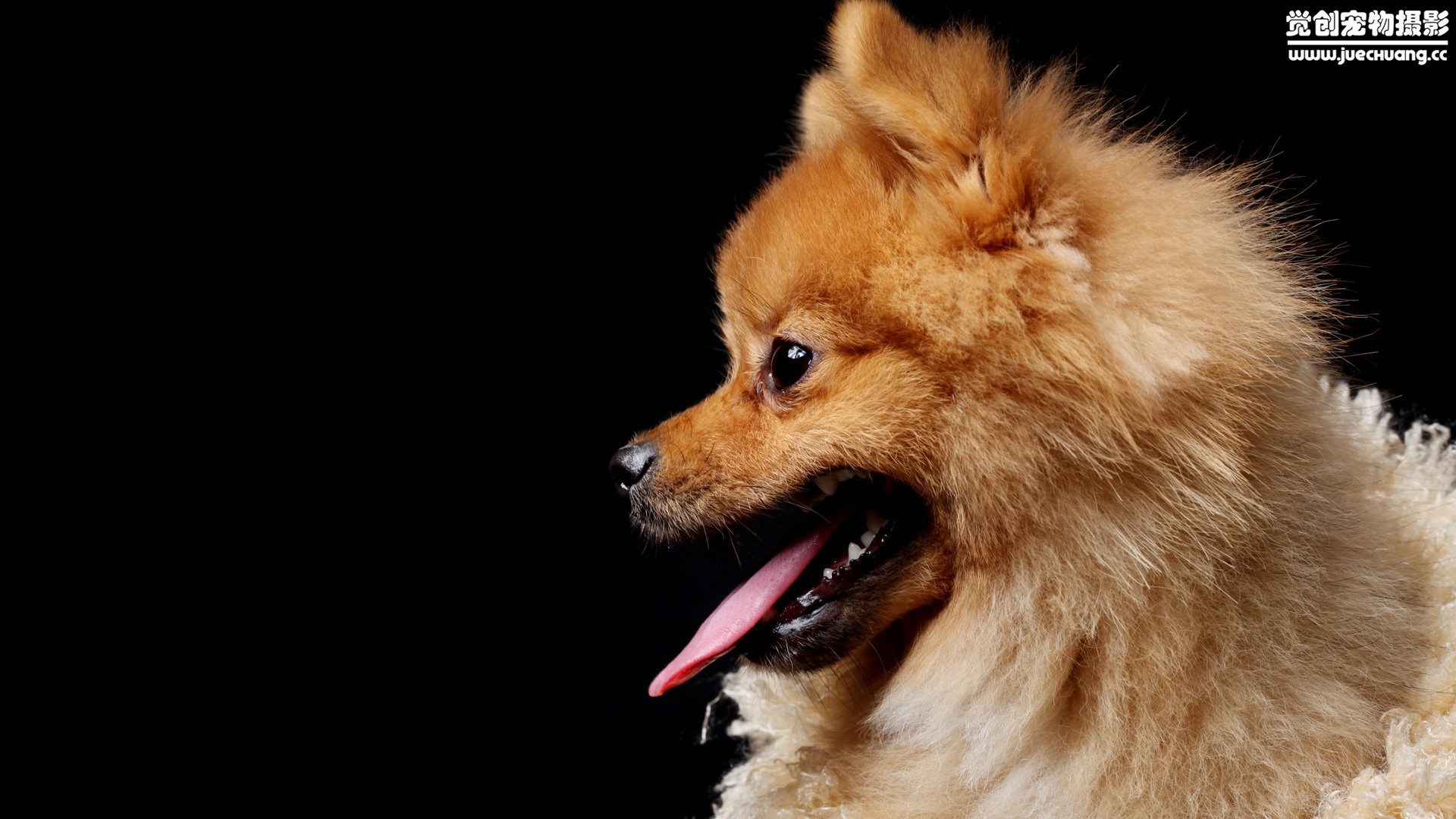 萌宠,汪星人,狗,卖萌,古灵精怪,觉创摄影,宠物,儿童桌面专用