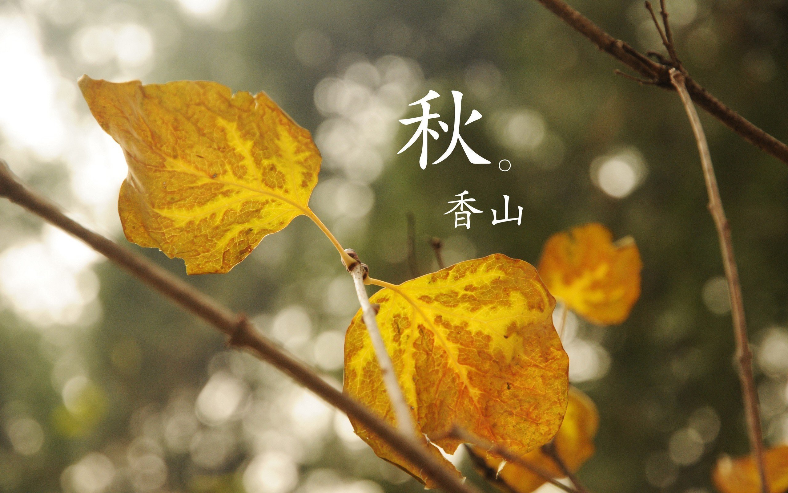 小清新,清新淡雅,树叶,香山的秋天,儿童桌面专用