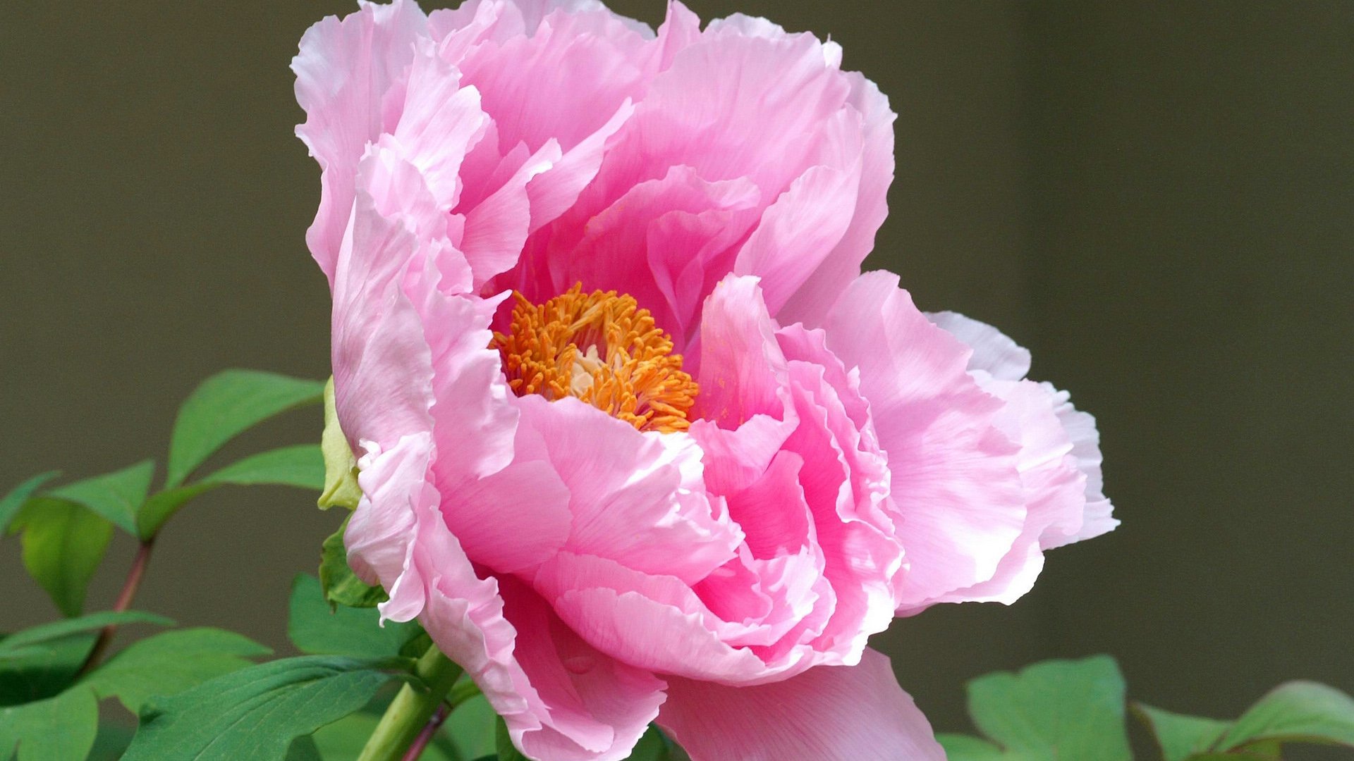 小清新,娇艳欲滴,花,儿童桌面专用