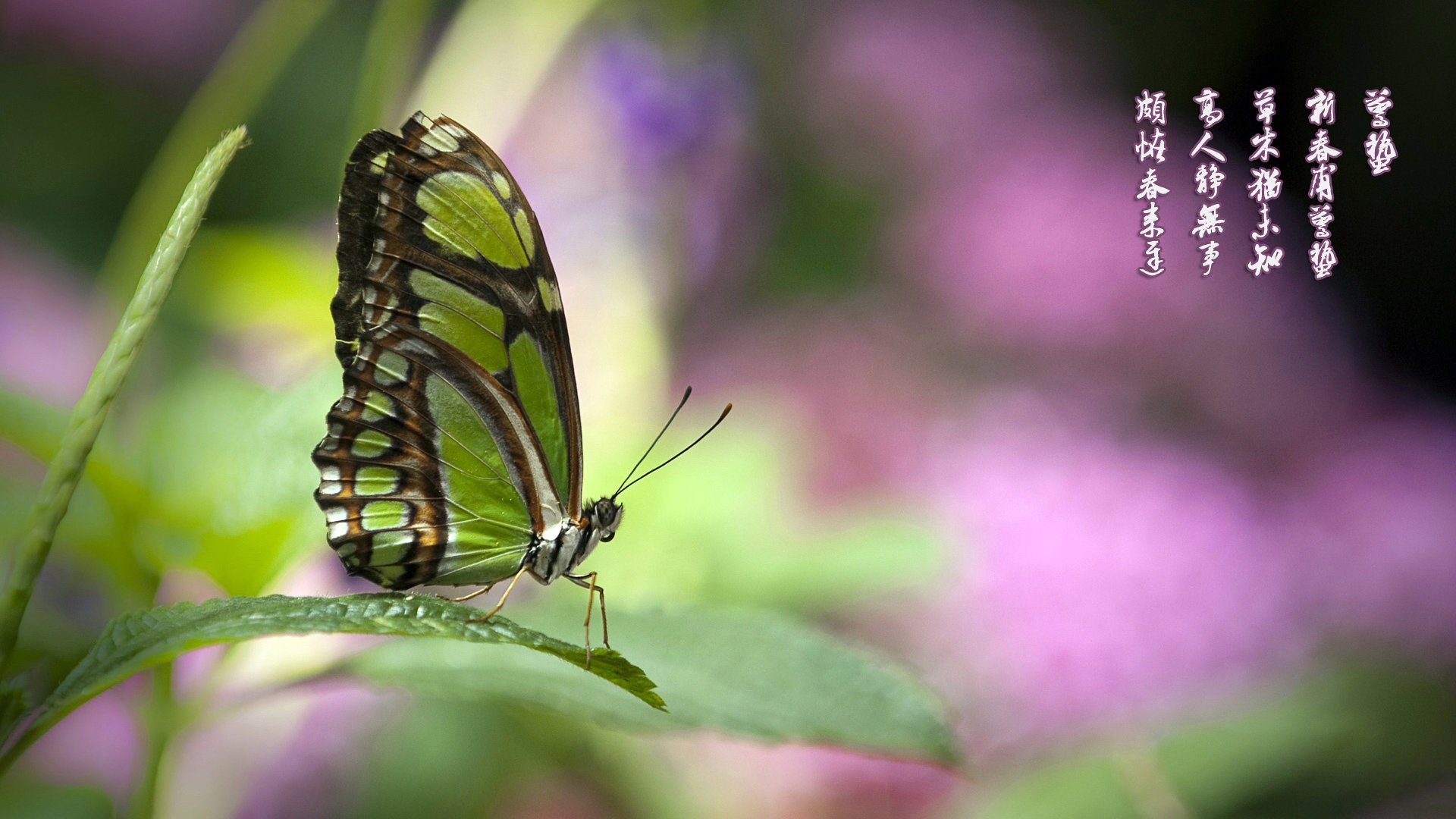 节日,节气,惊蛰,蝴蝶,儿童桌面专用